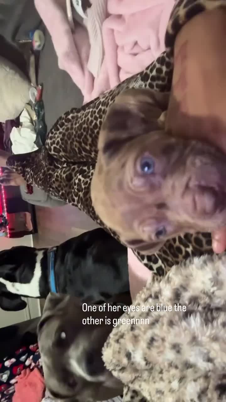 Mixed Breed dogs for sale: Spice - Video 1
