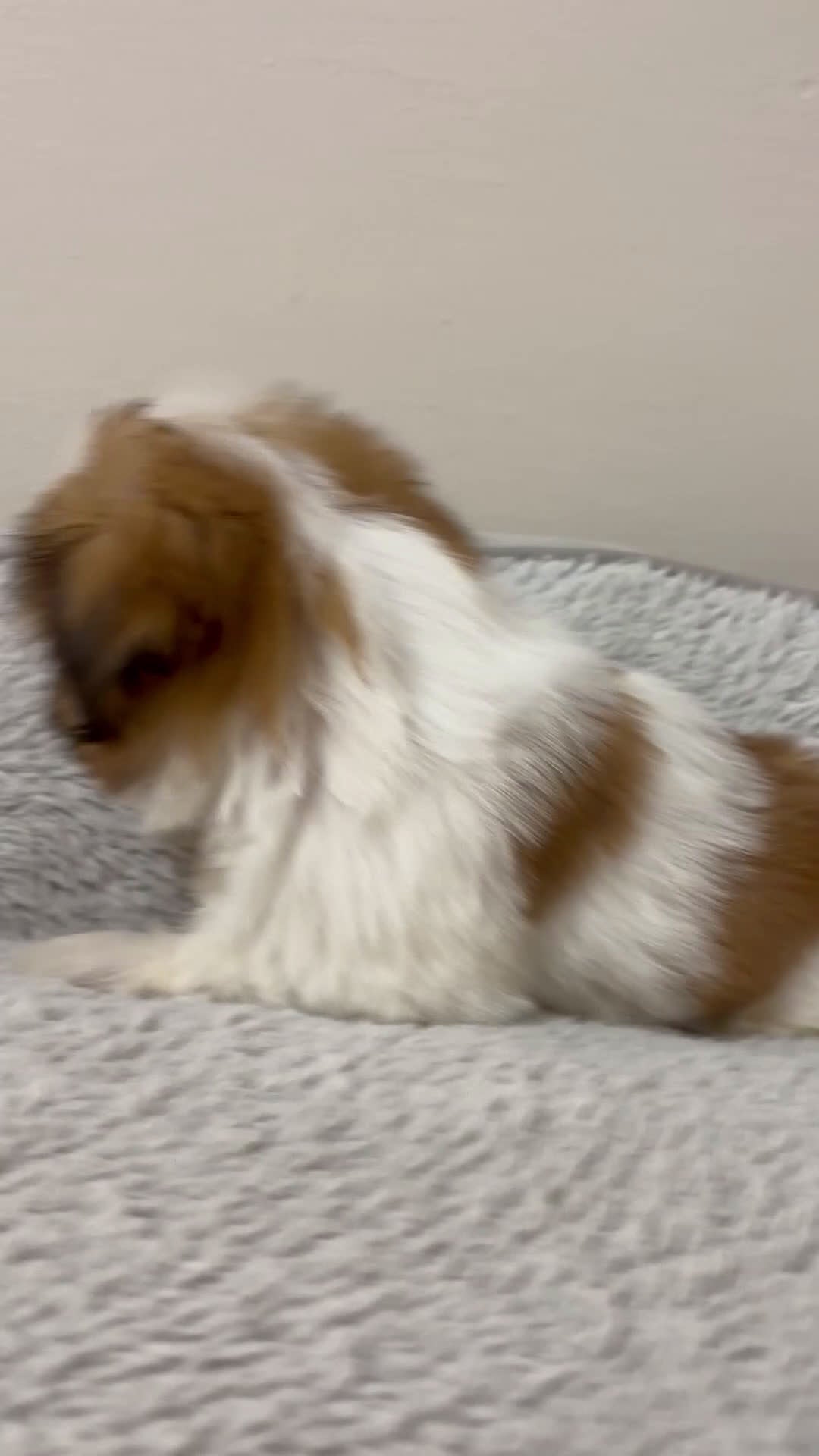 Shih Tzu dogs for sale: Luna - Video 1