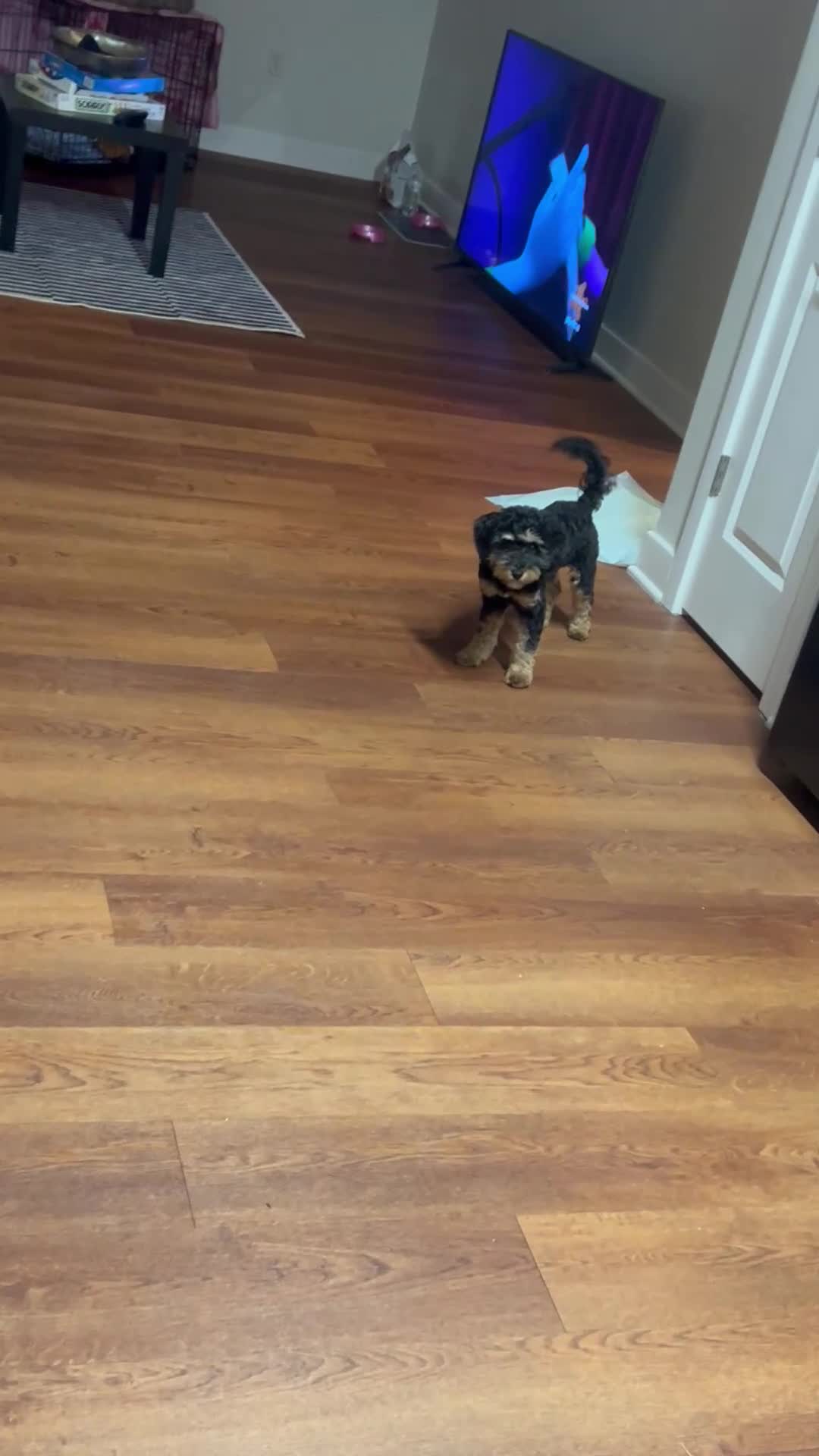 Cavapoo dogs for sale: Bella - Video 2