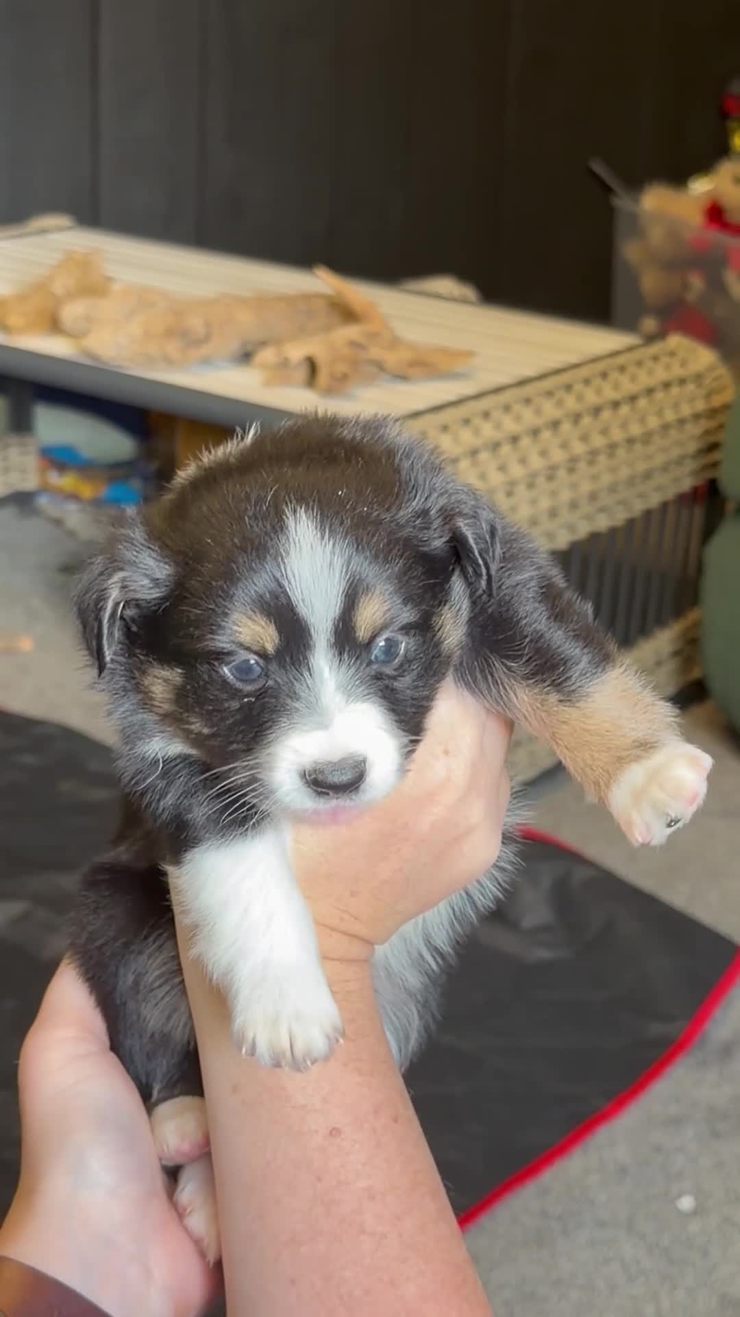 Miniature Australian Shepherd dogs for sale: Tan - Video 1