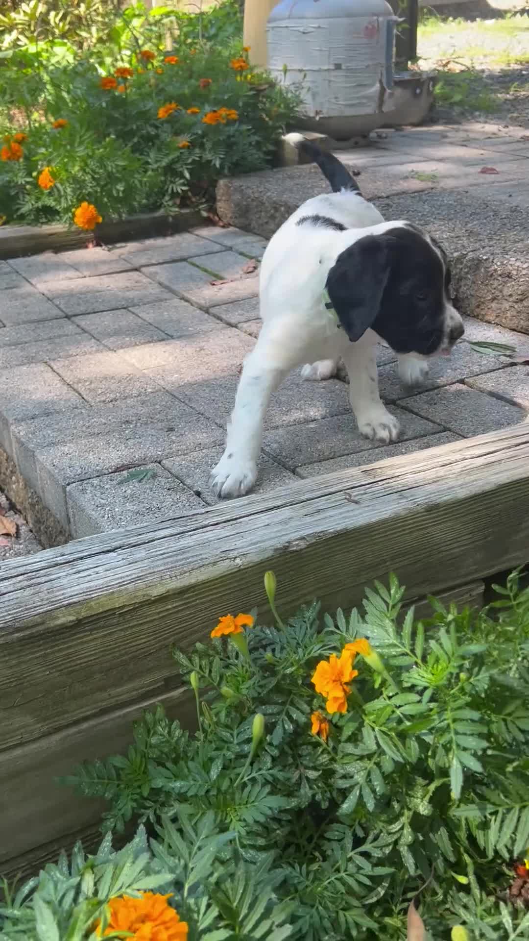 English Springer Spaniel dogs for sale: English Springer Spaniel 2 - Video 1