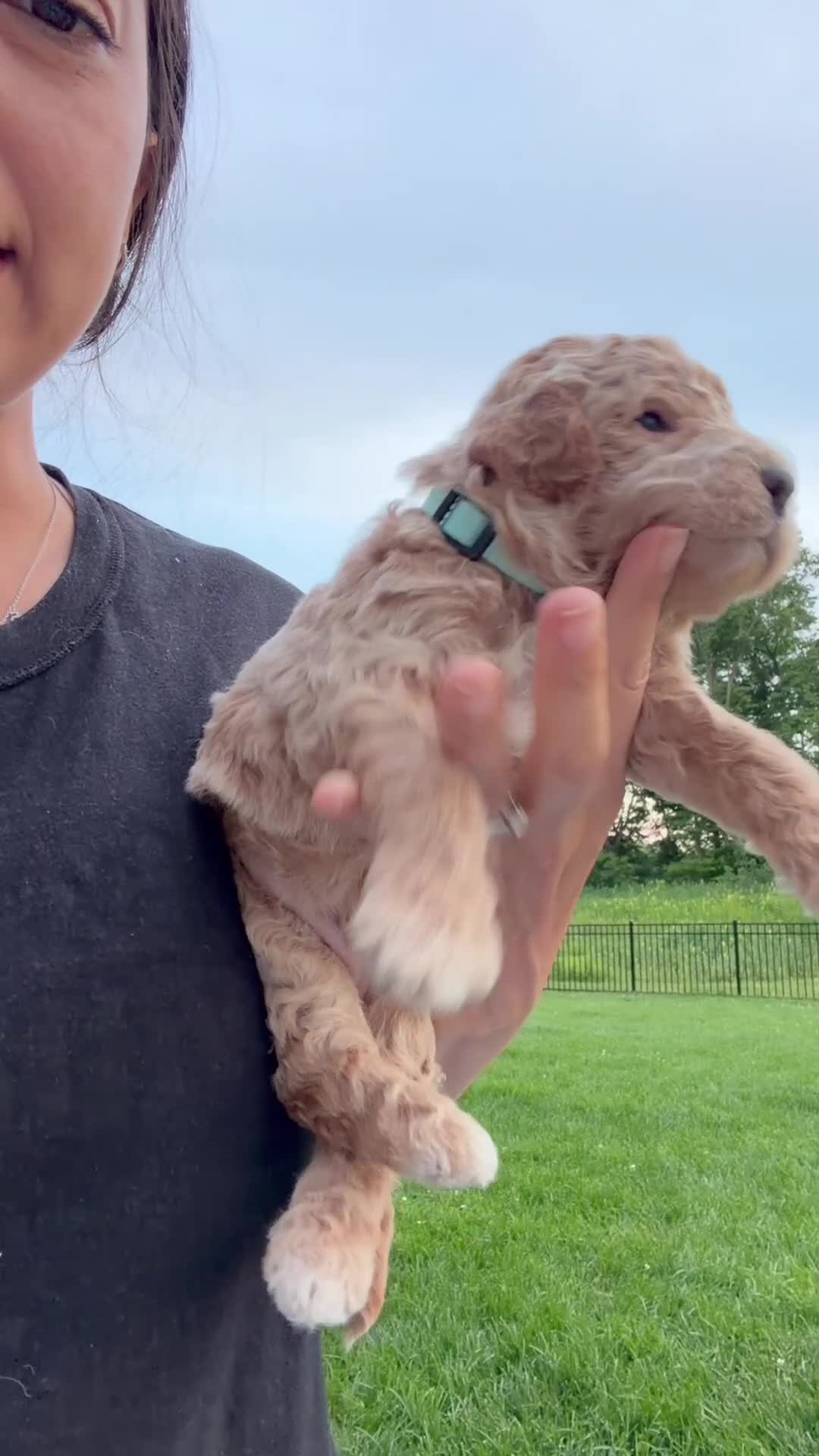 Goldendoodle dogs for sale: Goldendoodle Puppy 1 - Video 1