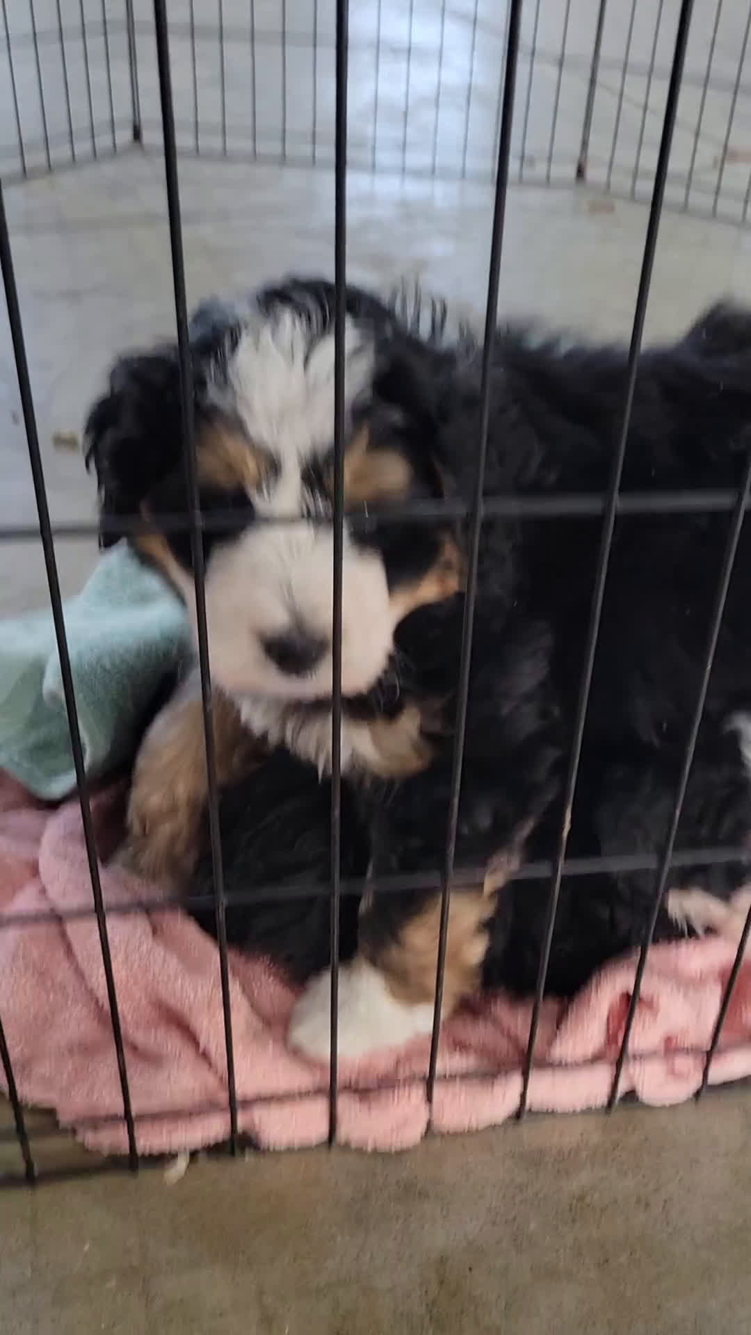 Mini Bernedoodle dogs for sale: Mini Bernedoodle Puppy 3 - Video 3