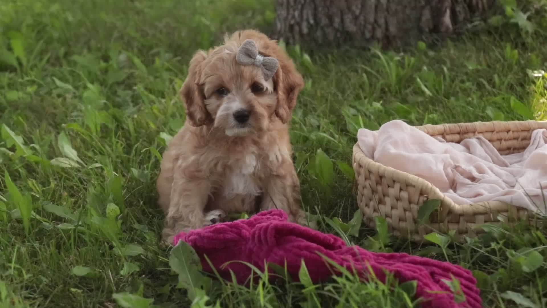 Mixed Breed dogs for sale: Pixie Munchkin Bernedoodle - Video 1