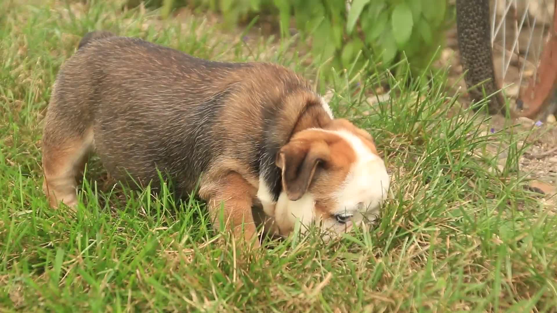 English Bulldog dogs for sale: Riley English Bulldog  - Video 1