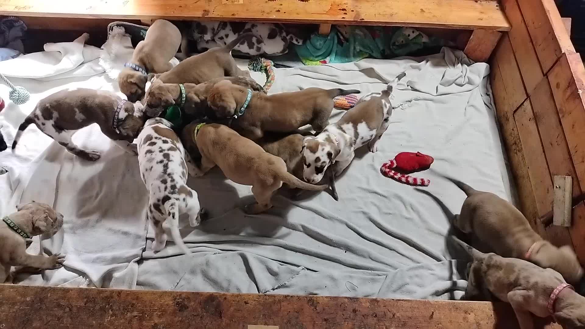 Great Dane dogs for sale: Great Dane  - Brown Collar - Fawn with Black Mask - Video 1