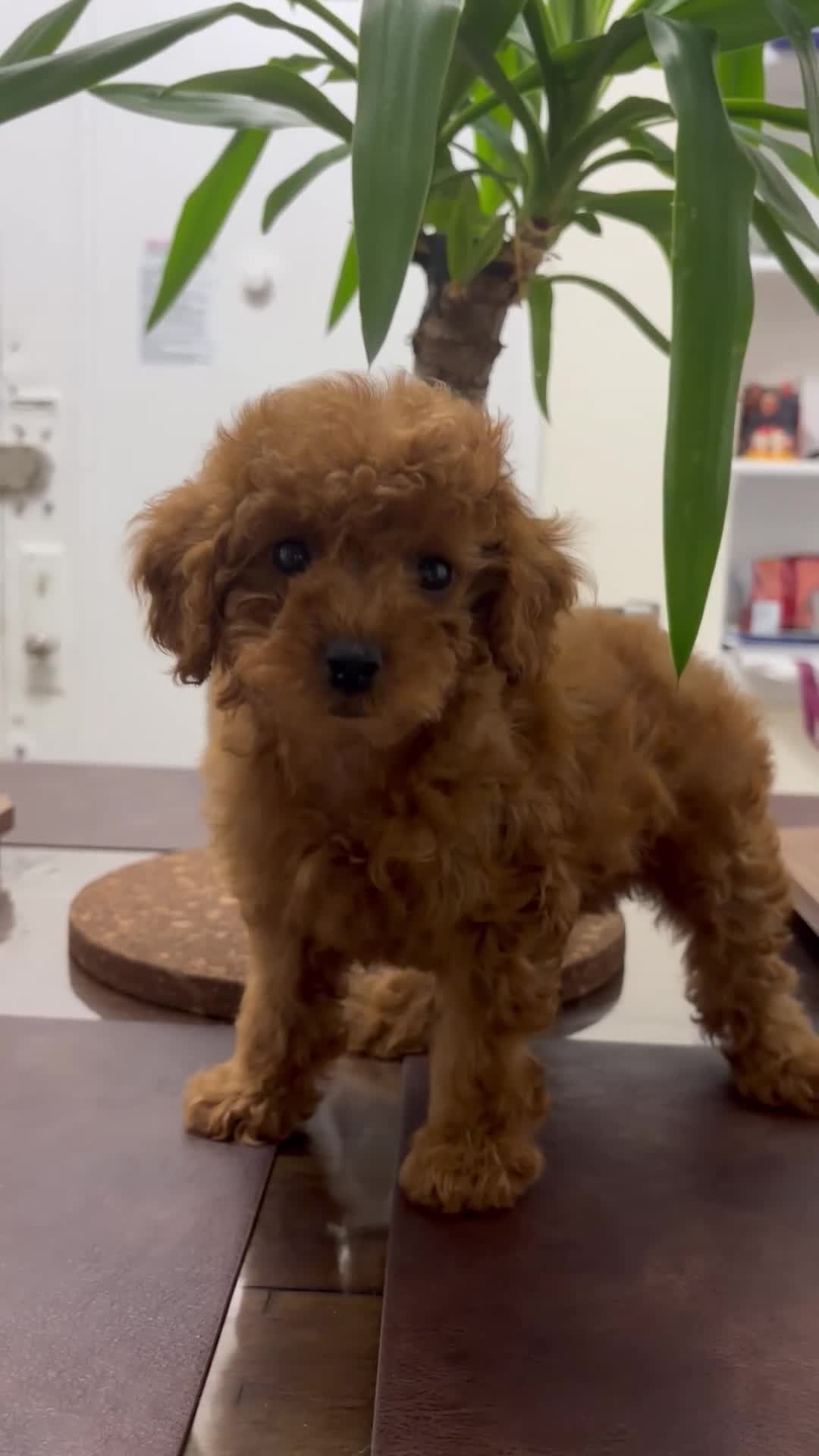 Toy Poodle dogs for sale: Jen - Video 1