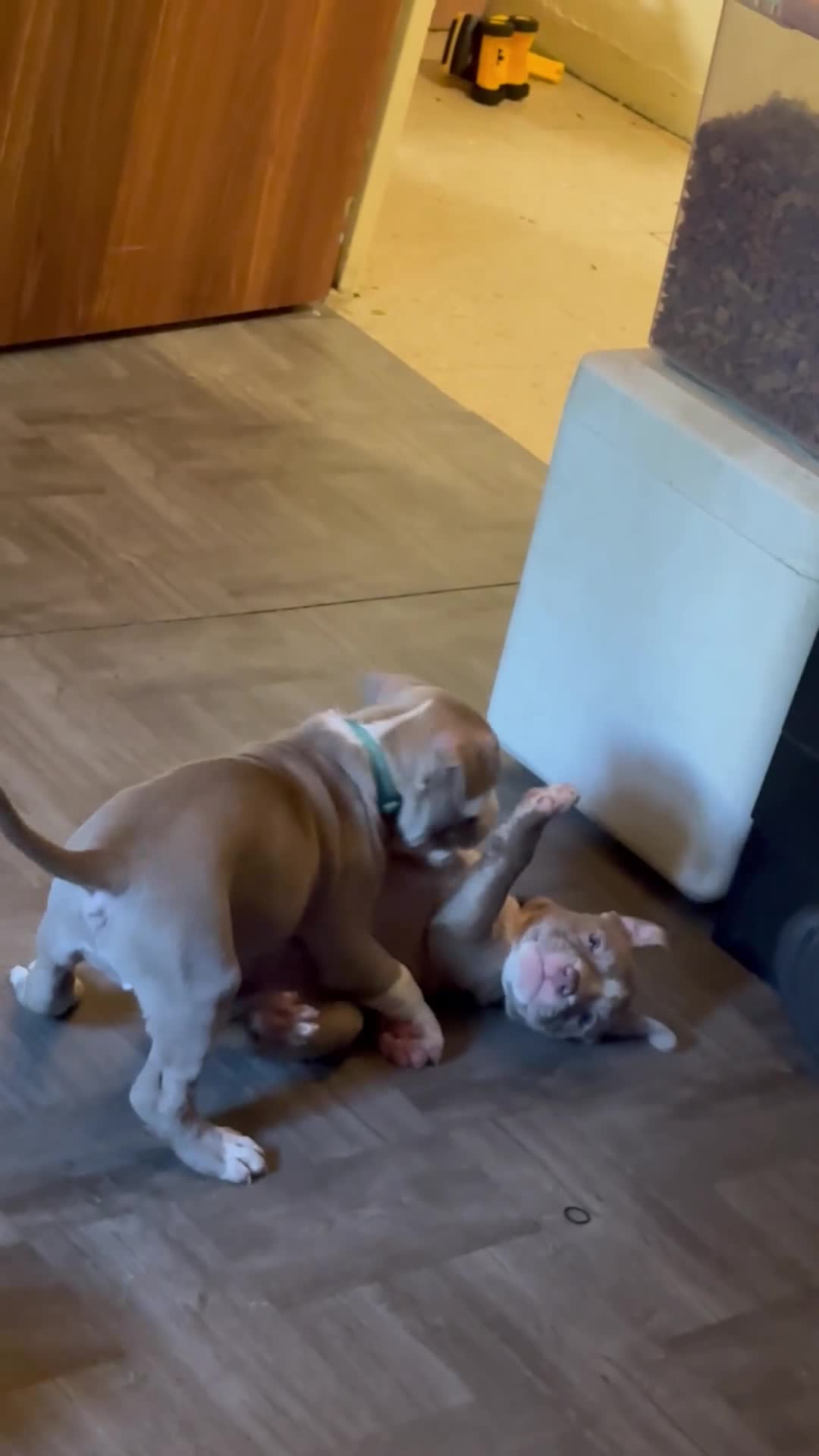 American Pit Bull Terrier dogs for sale: American Pit Bull Terrier 6 - Video 1