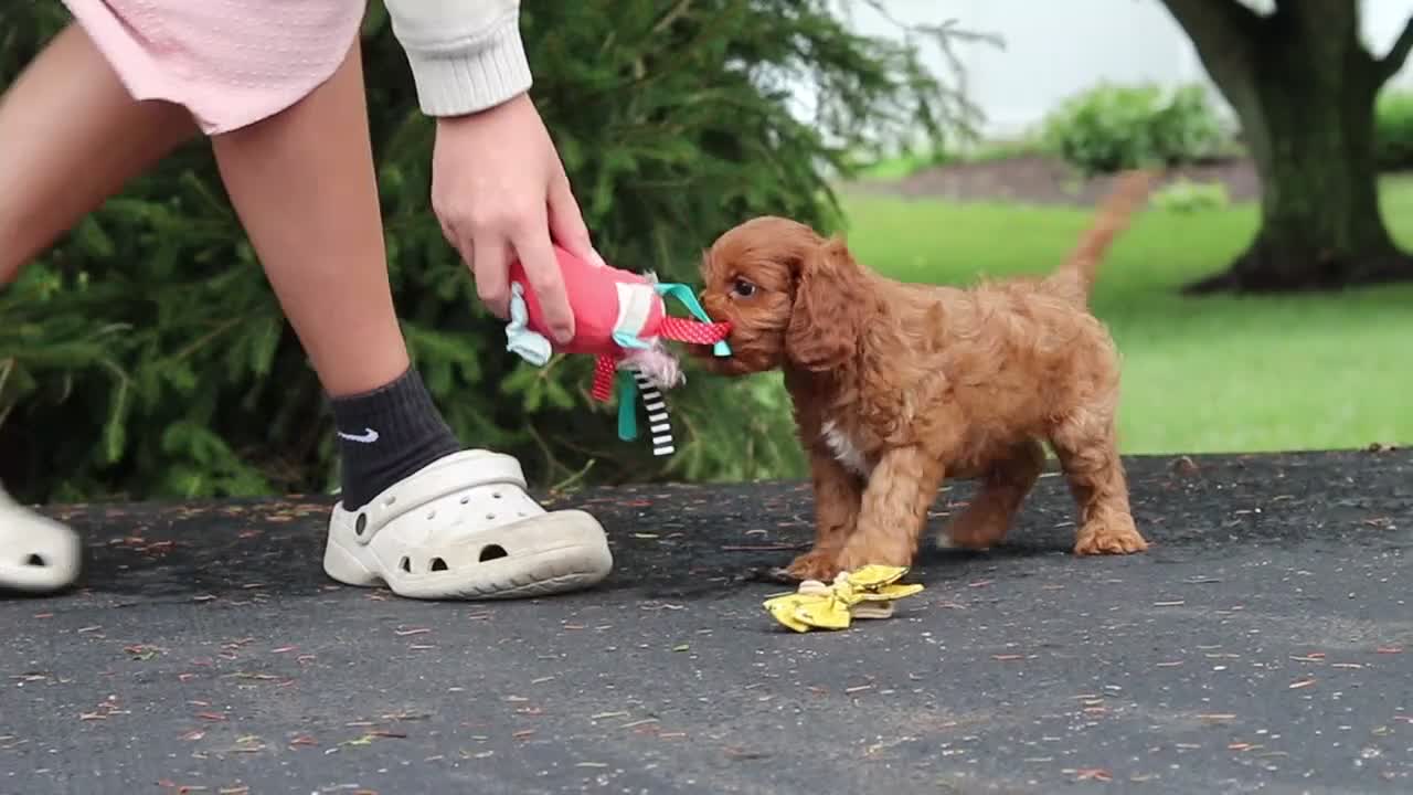 Cavapoo dogs for sale: Jagger - Video 1