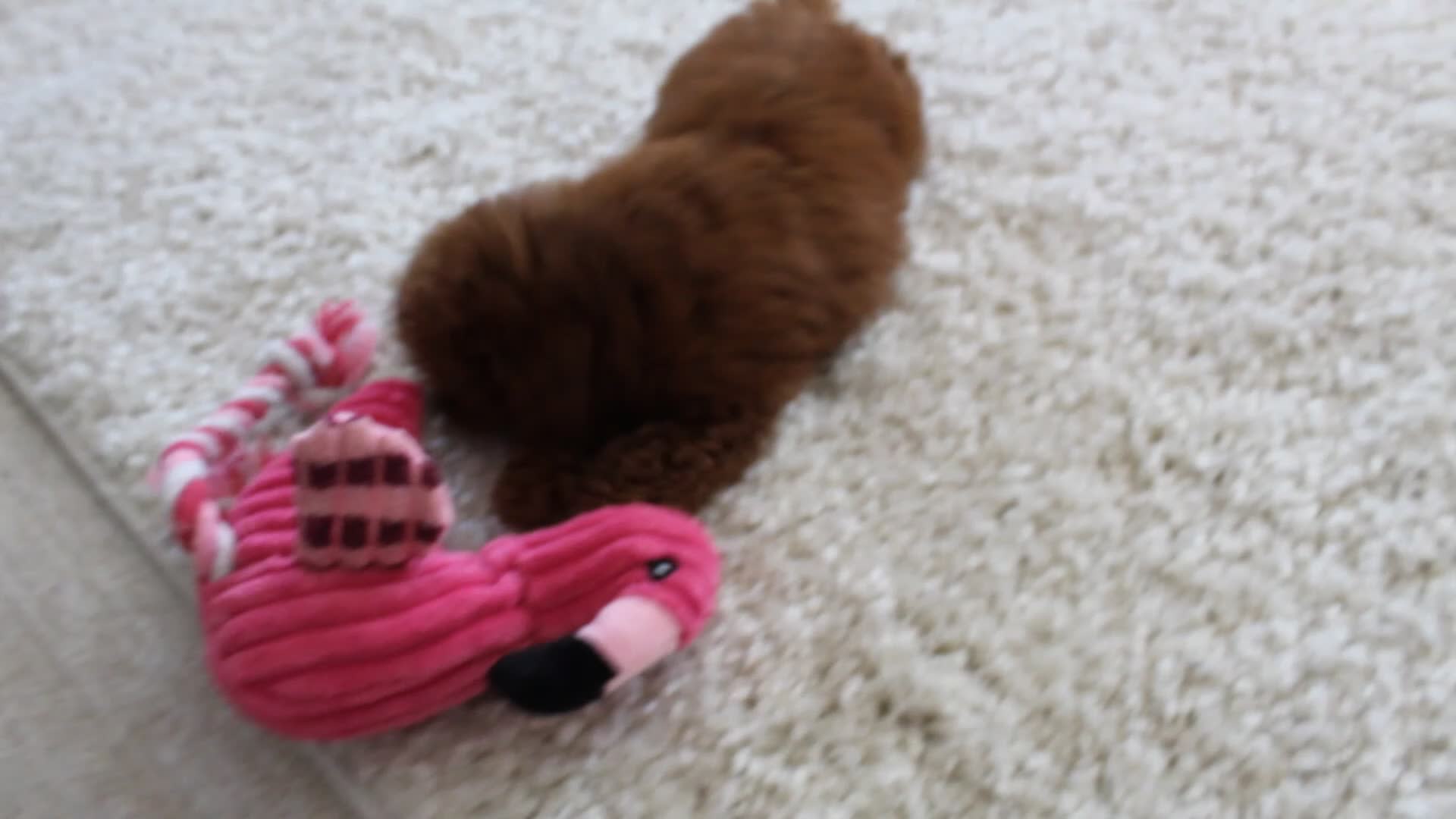 Toy Poodle dogs for sale: Mia - Video 4