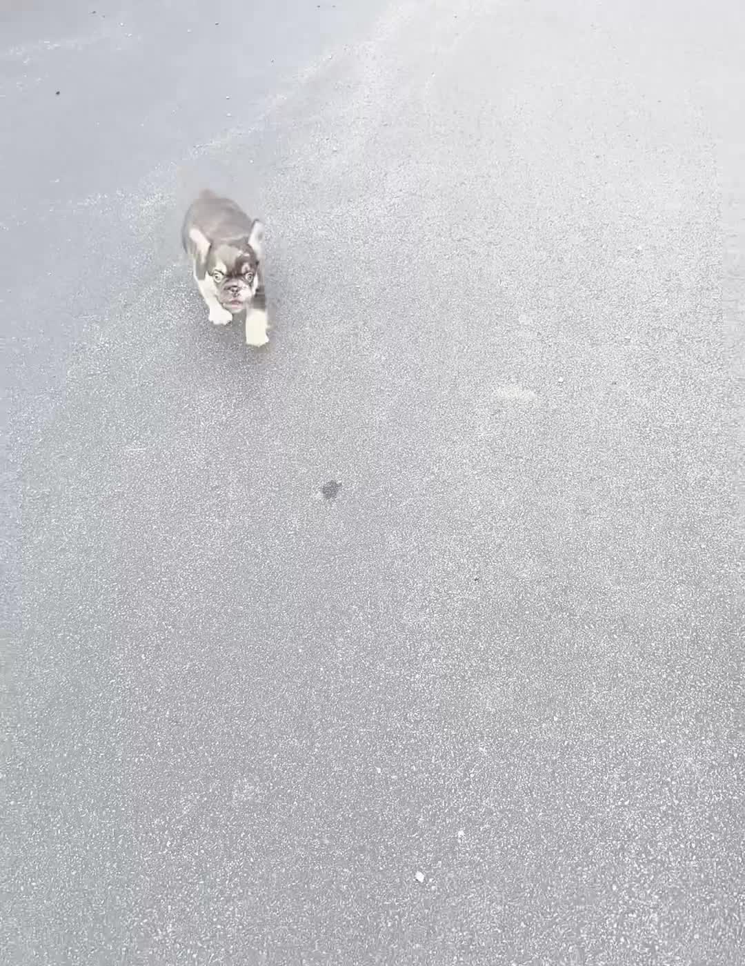French Bulldog dogs for sale: Baby yoda - Video 1