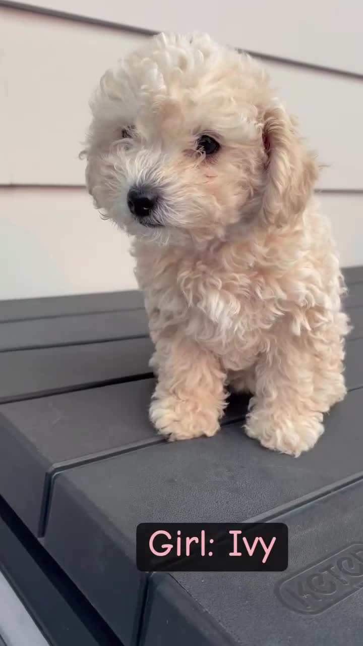 Toy Poodle dogs for sale: Toy Poodle 2 - Video 1