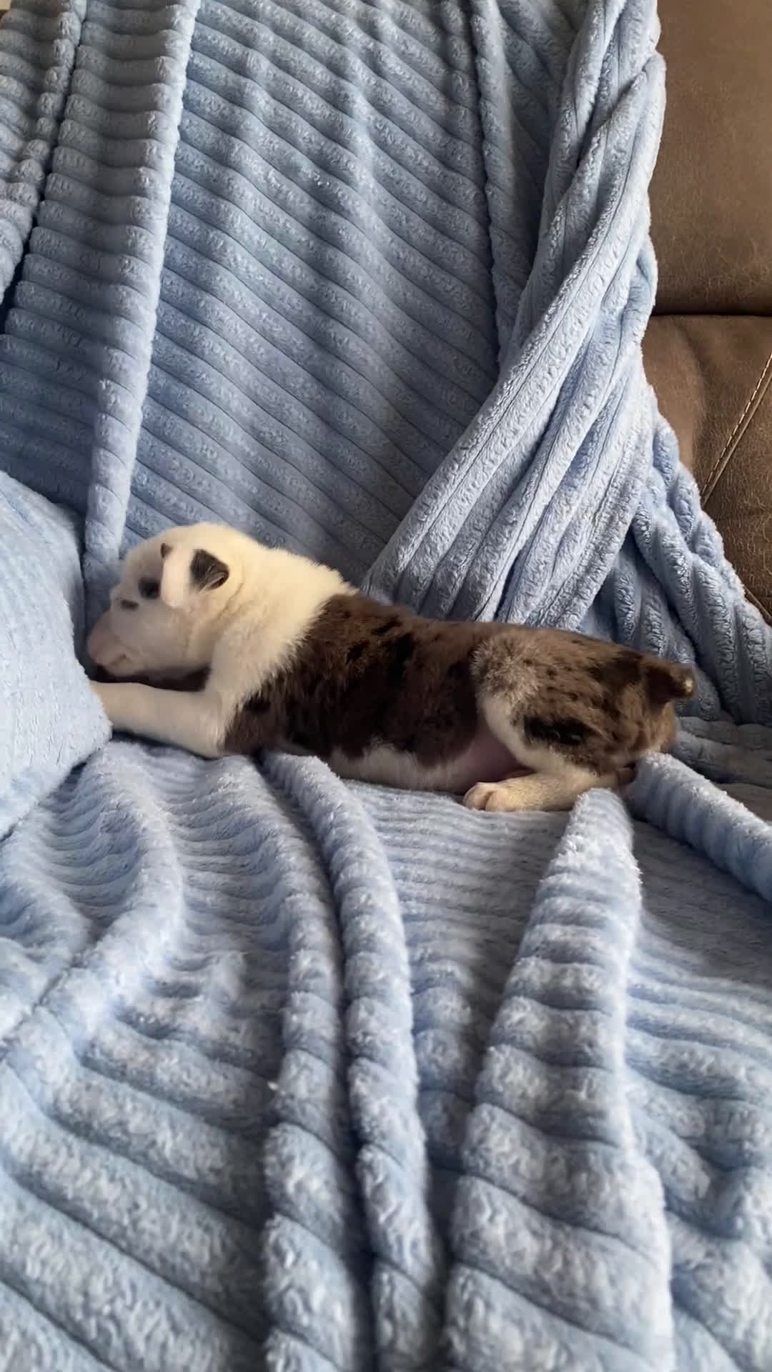 Mixed Breed dogs for sale: Jackson - Video 1