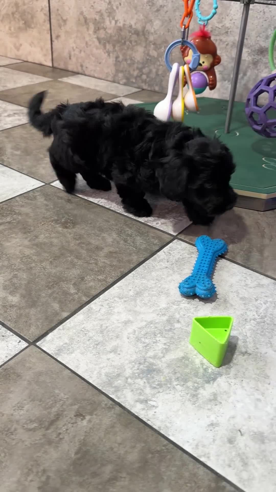 Mixed Breed dogs for sale: Macy - Video 1