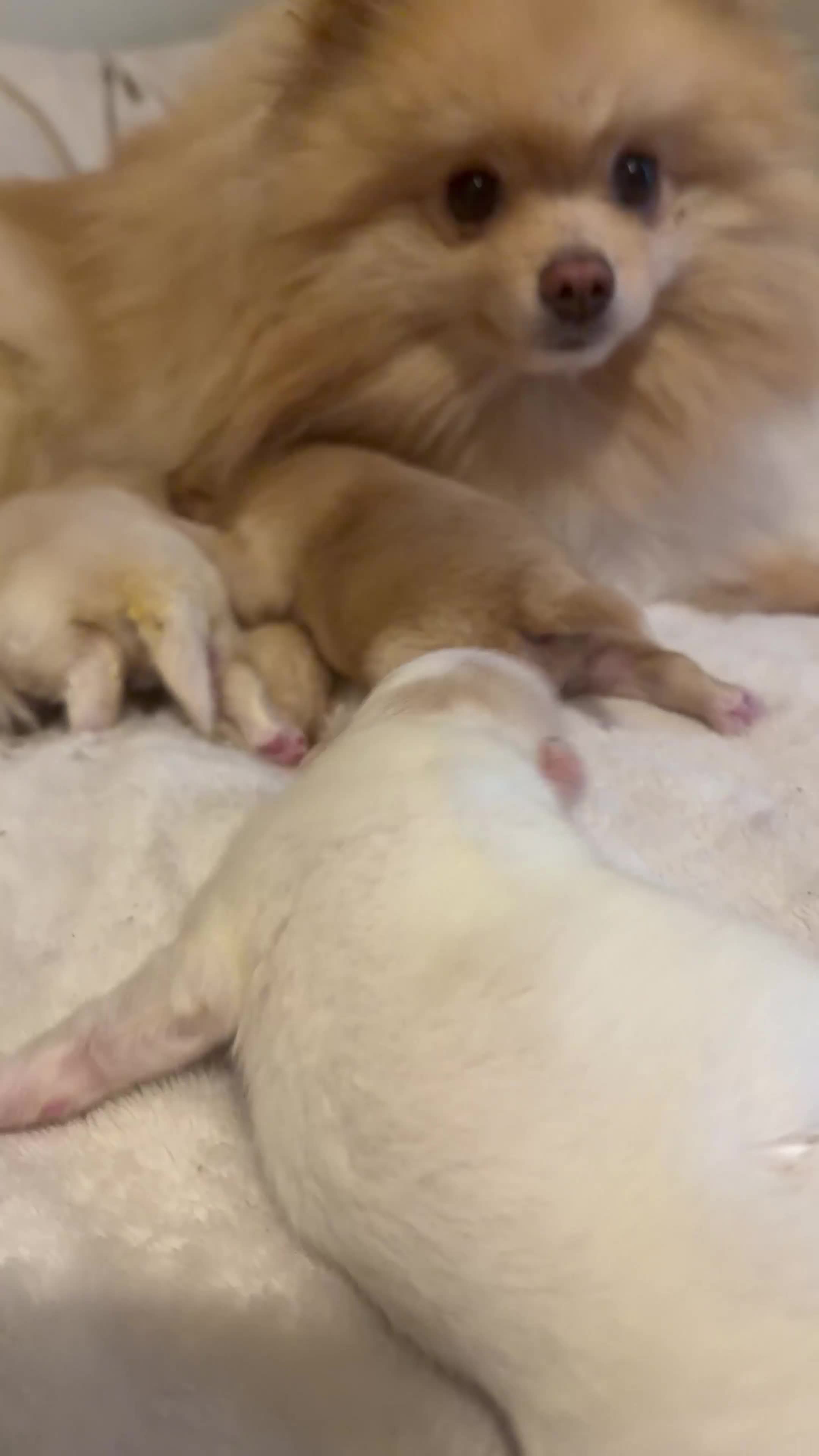 Pomeranian dogs for sale: Reserved - Video 1