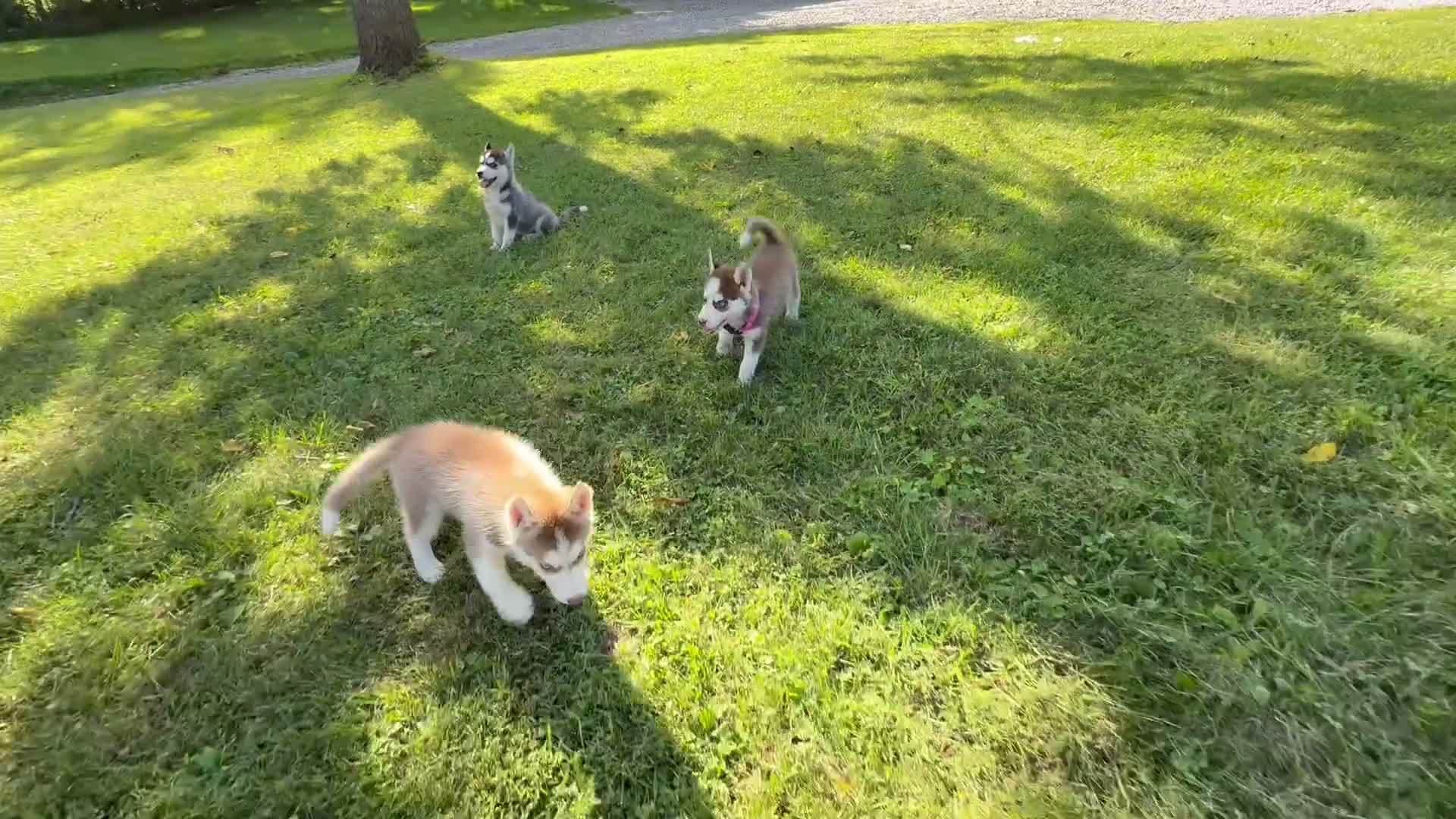 Siberian Husky dogs for sale: Haddie - Video 1