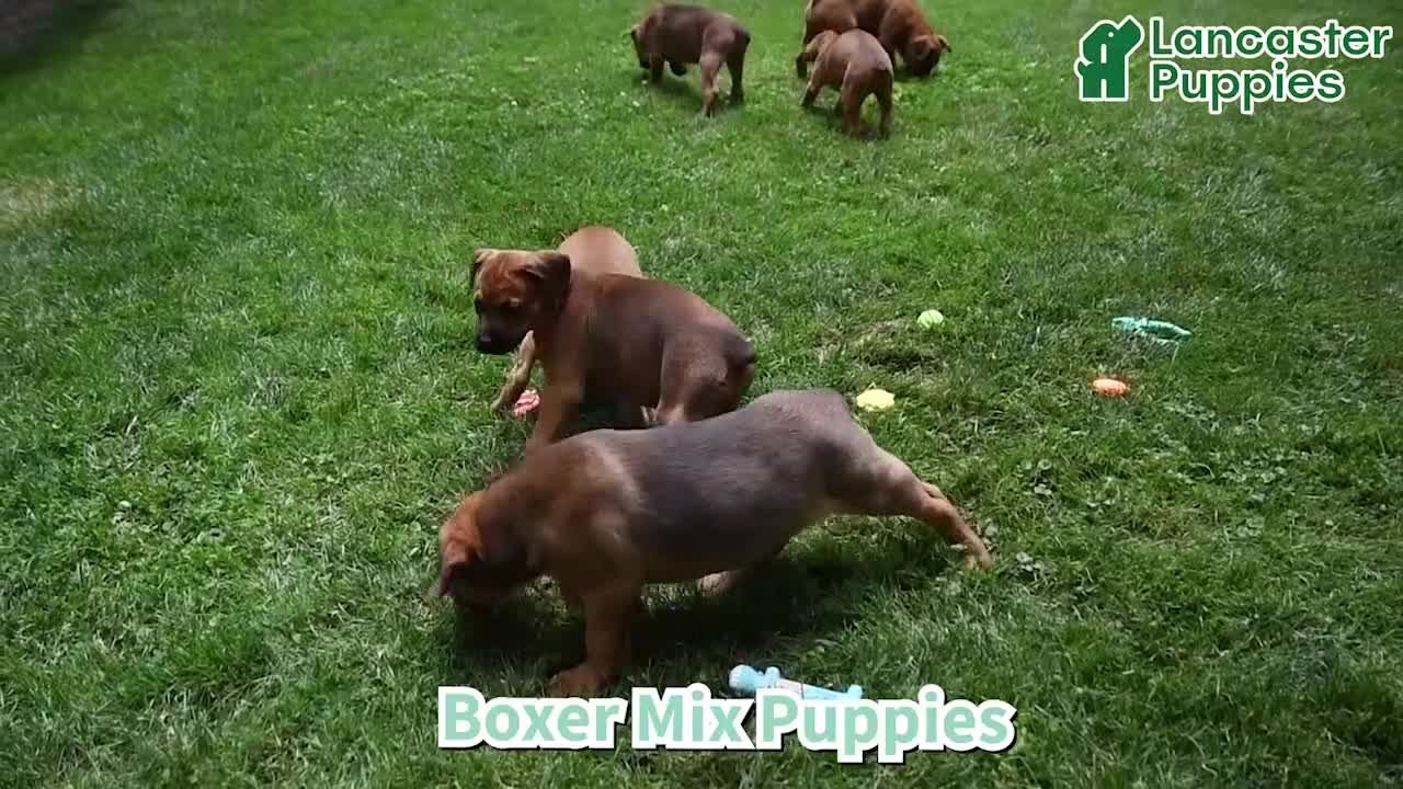 Mixed Breed dogs for sale: Bingo - Video 1