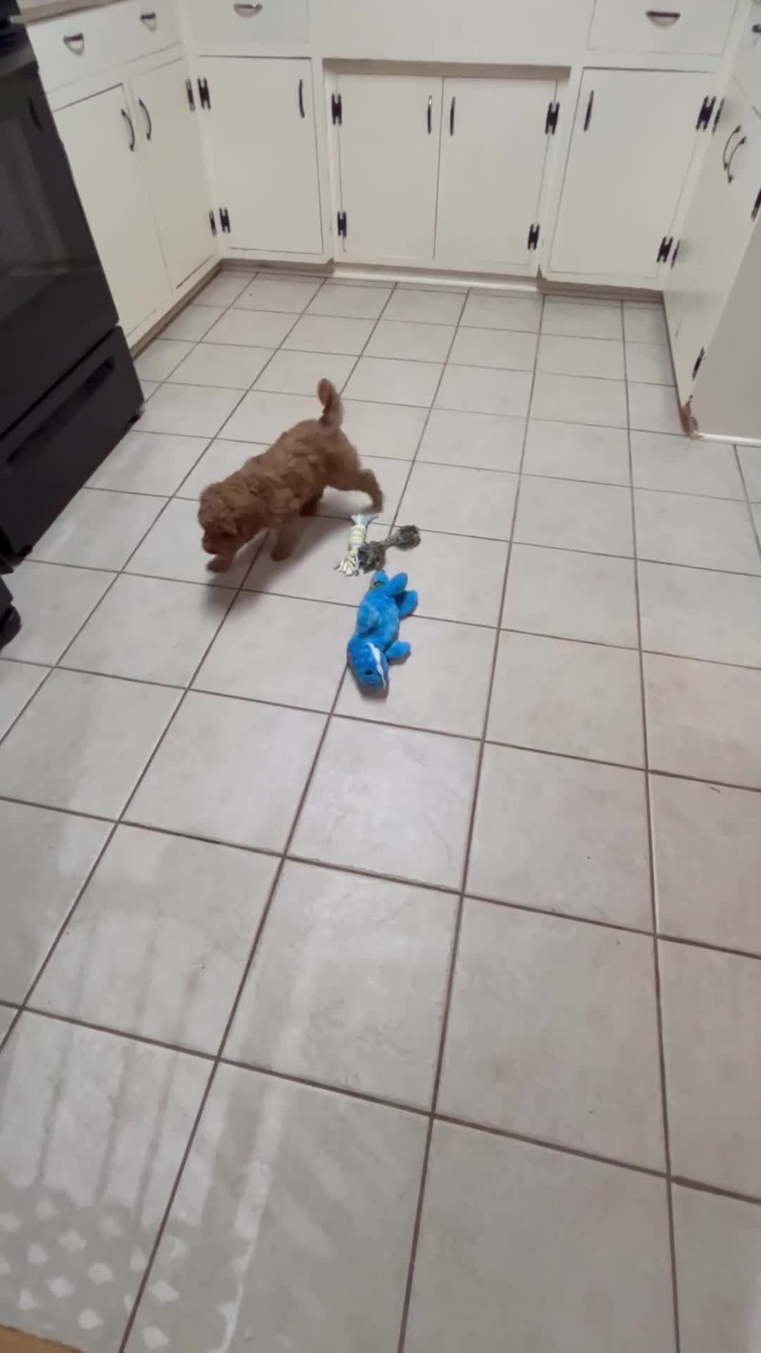 Mini Goldendoodle dogs for sale: Petite Lovely Mini Goldendoodle  - Video 5