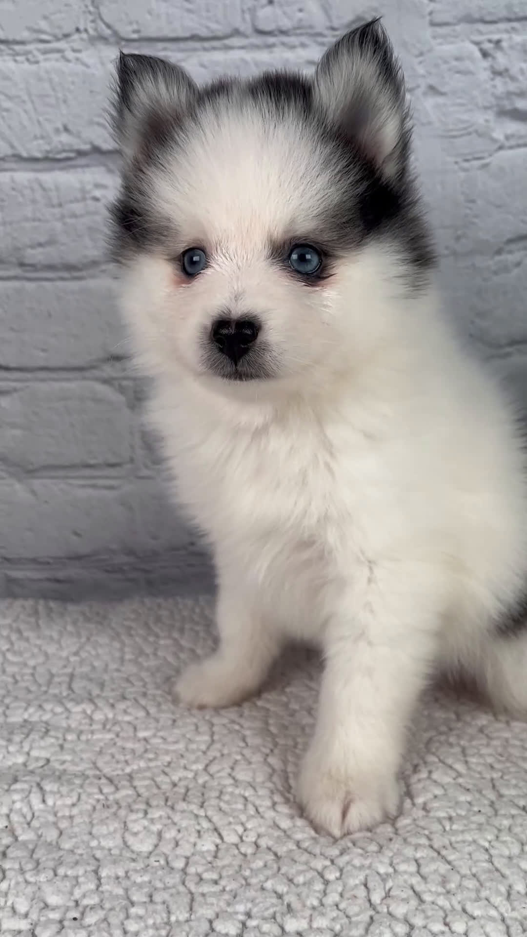 Pomsky dogs for sale: Niles - Video 1