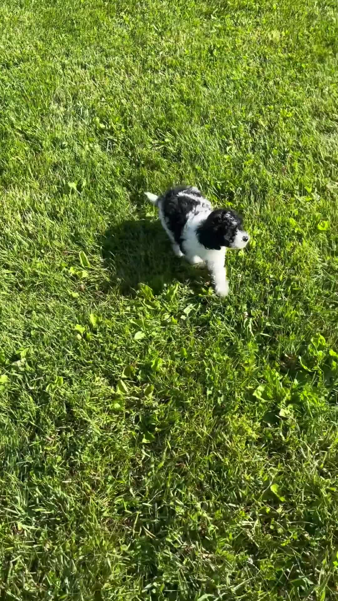 Cavapoo dogs for sale: Bandit - Video 1