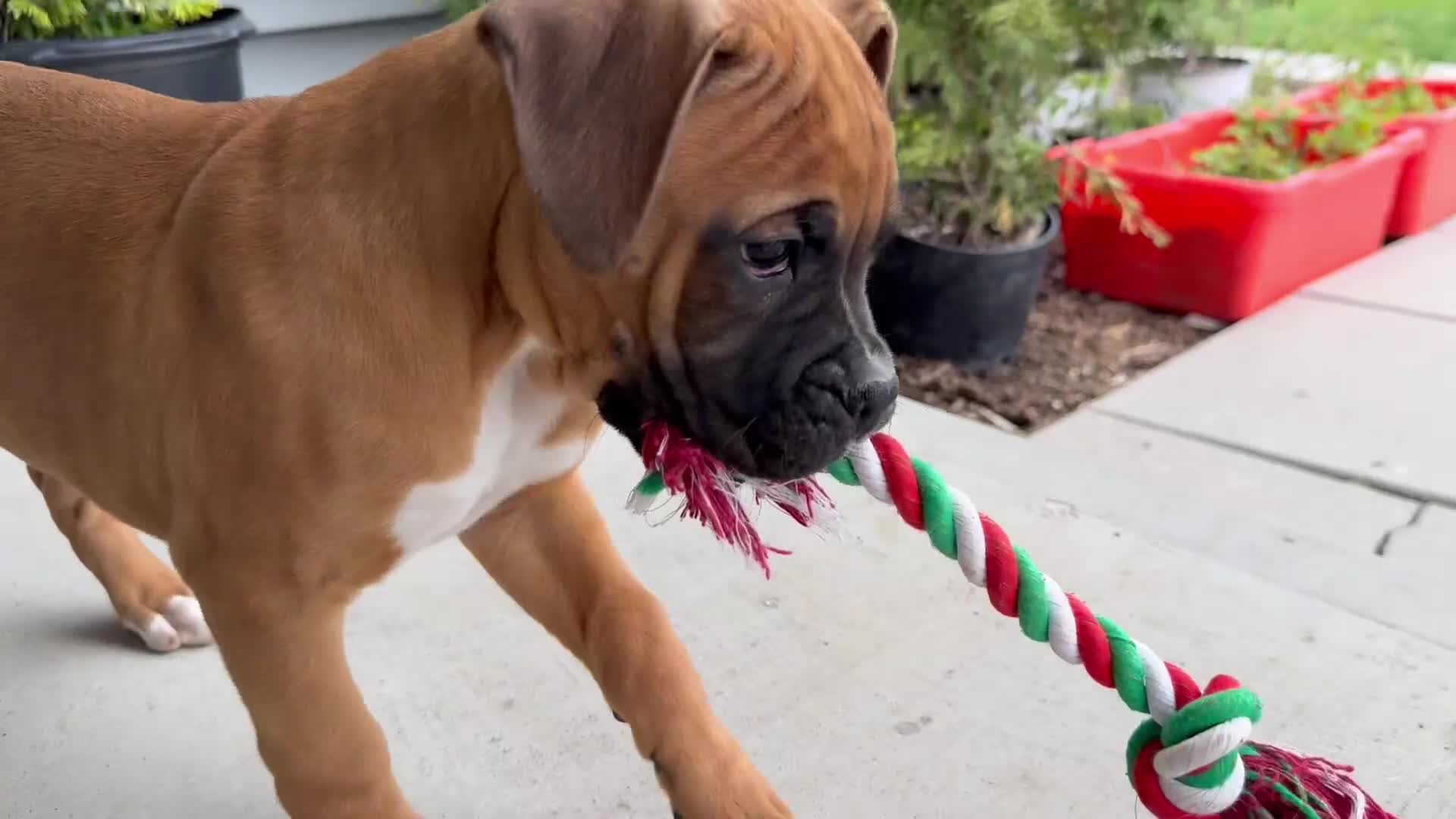 Boxer dogs for sale: Bethany - Video 2