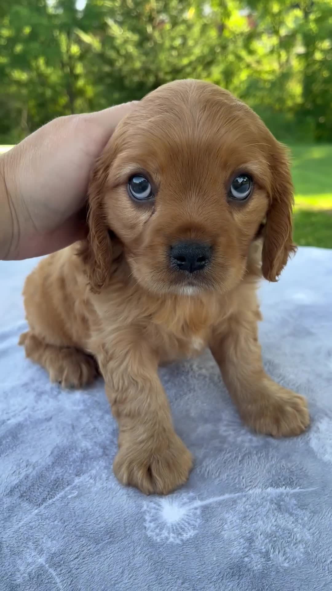 Mixed Breed dogs for sale: Romeo - Video 1