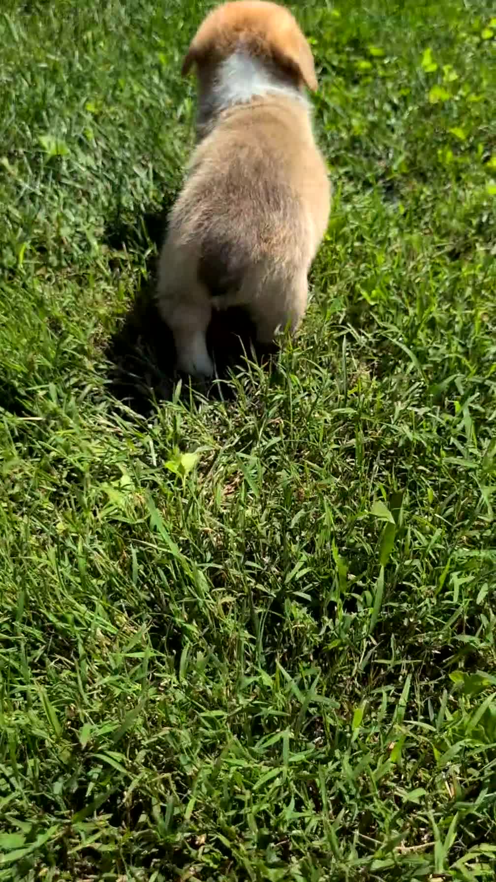 Welsh Corgi Pembroke dogs for sale: Namor  - Video 1