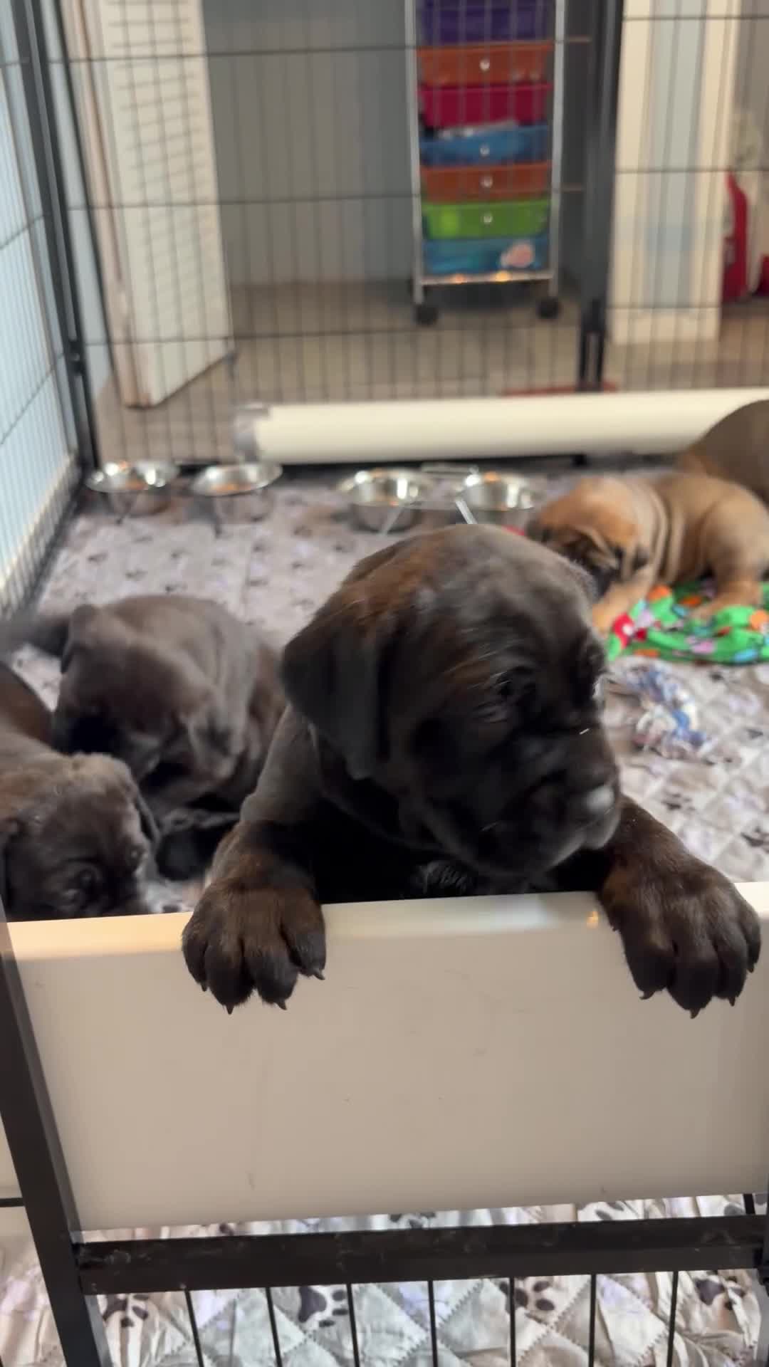 Cane Corso dogs for sale: Cane Corso 1 - Video 1