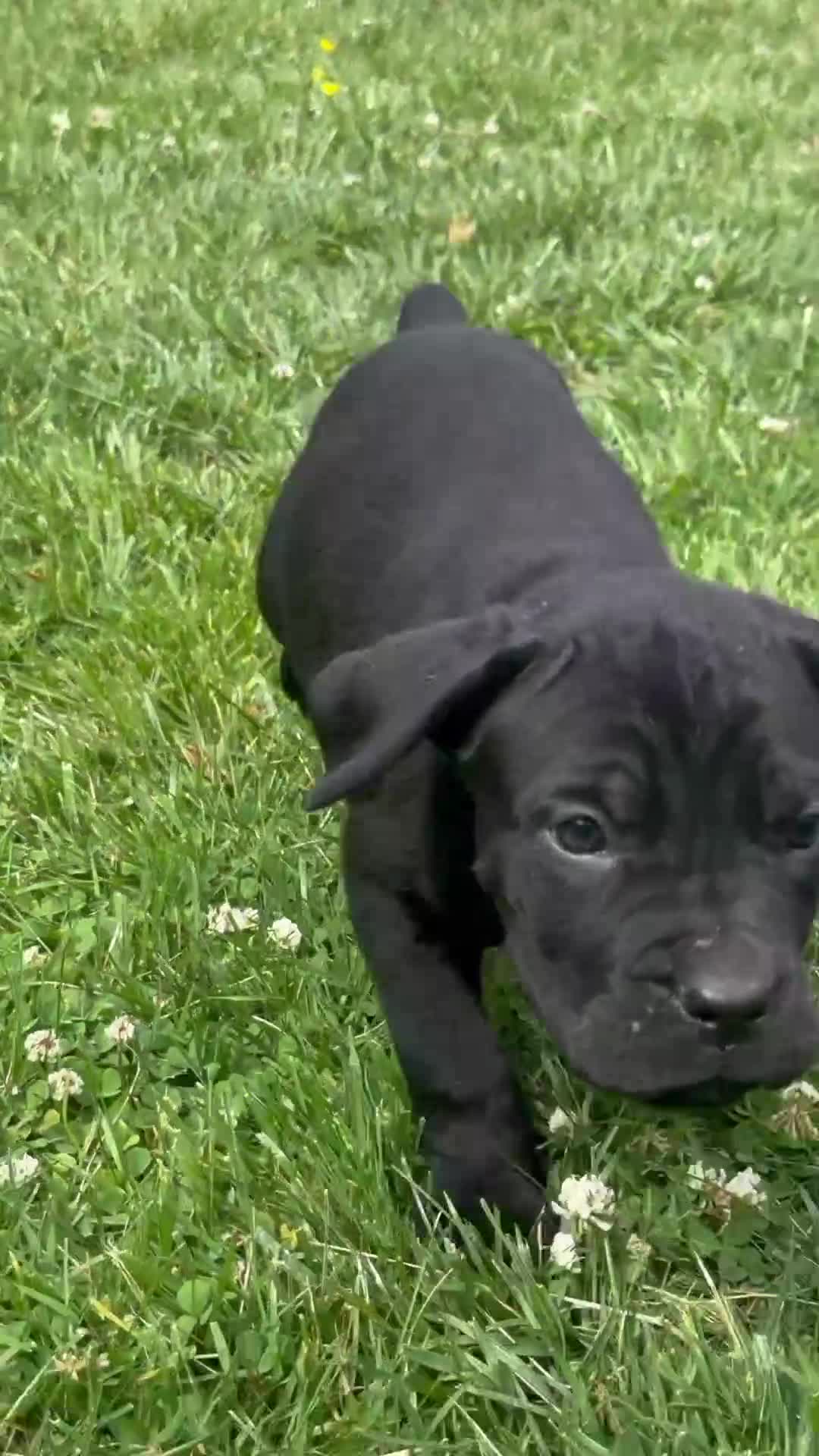 Cane Corso dogs for sale: Riley - Video 1
