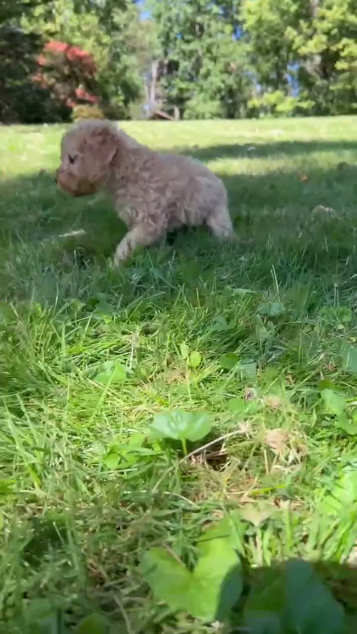 Mini Goldendoodle dogs for sale: Dusty 💎 - Video 1