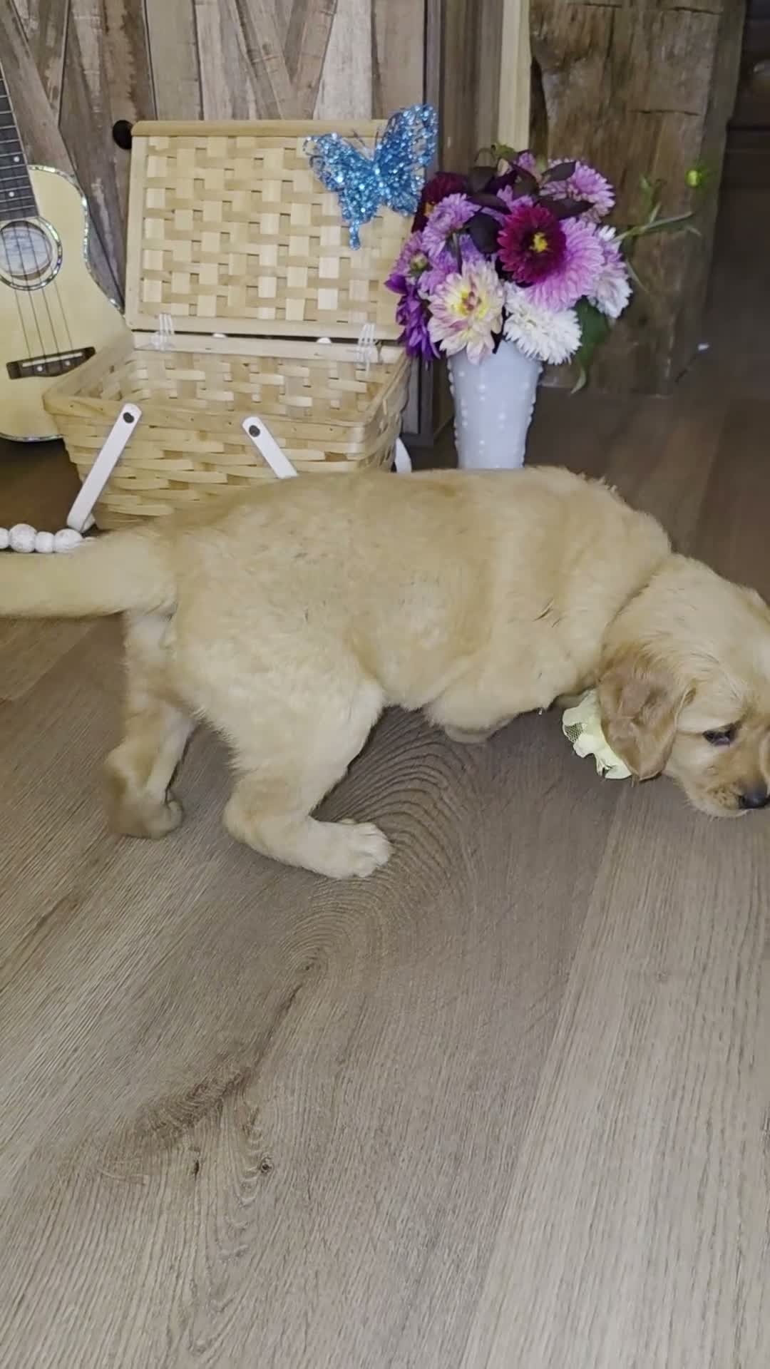 Golden Retriever dogs for sale:  Luna - Video 1
