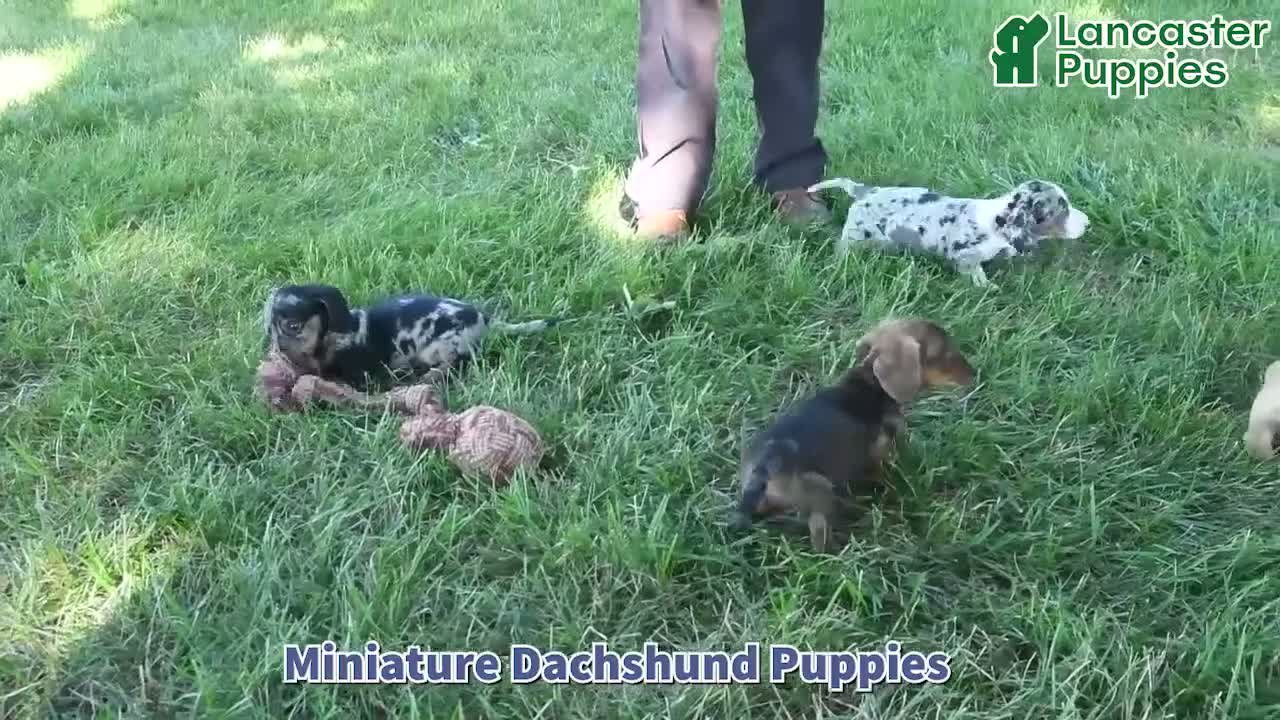 Miniature Dachshund dogs for sale: Belle - Video 1
