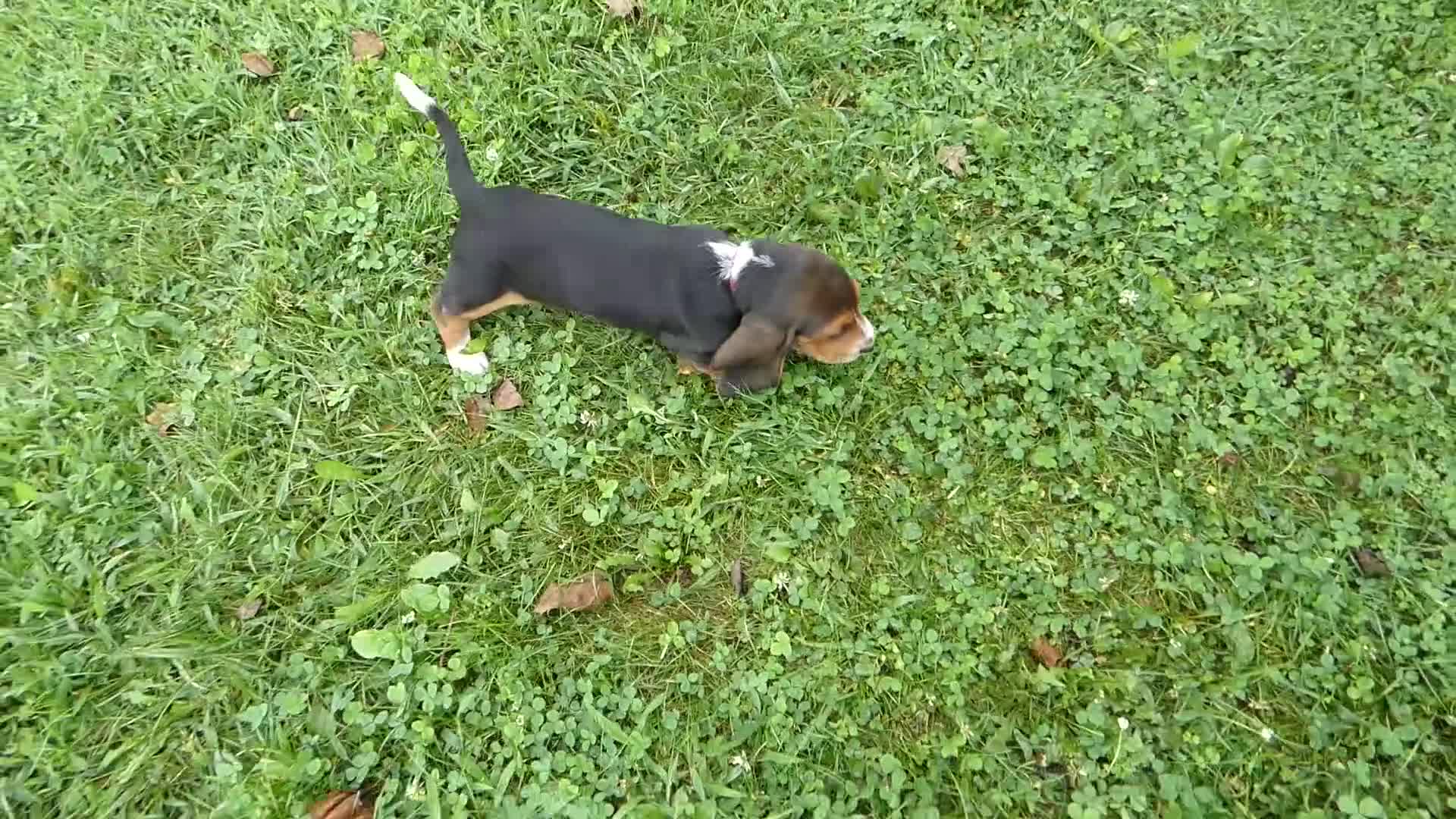 Basset Hound dogs for sale: Basset Hound 5 Rela - Video 1