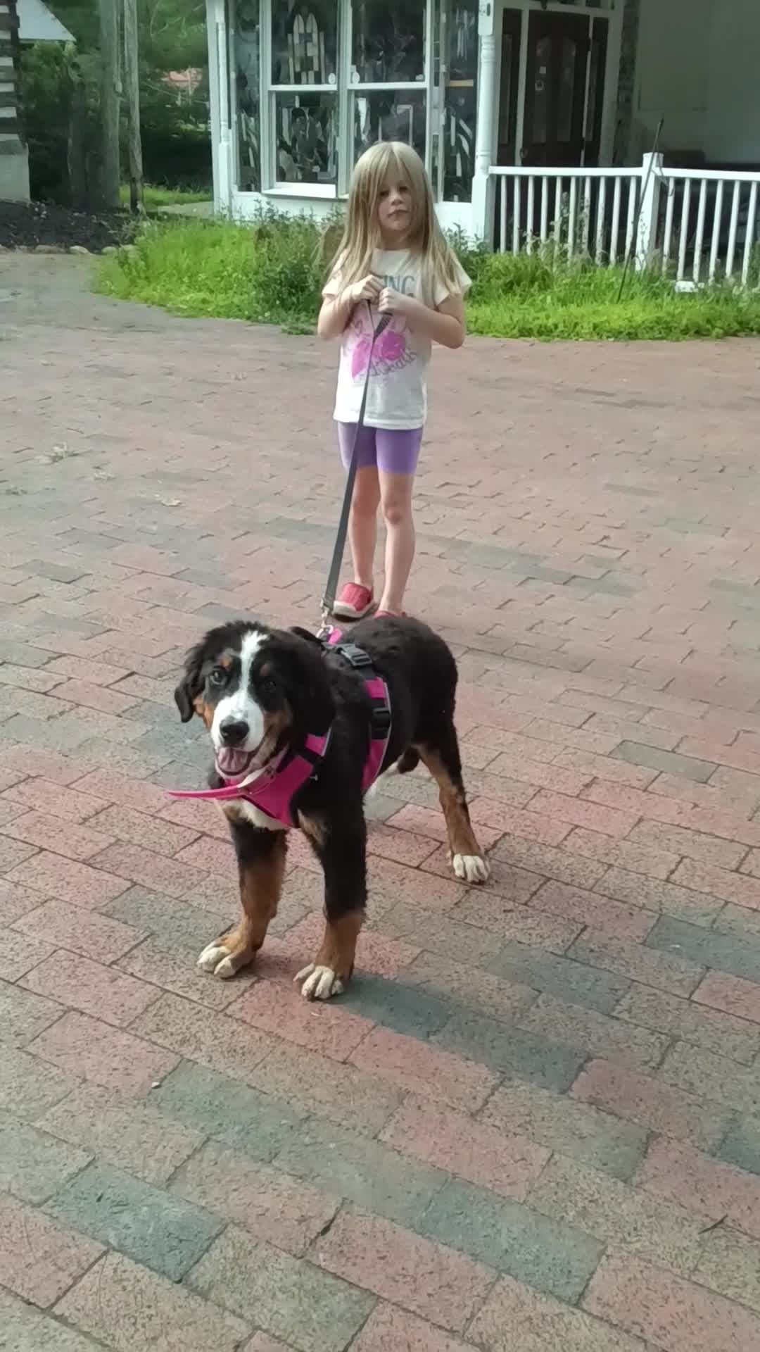 Bernese Mountain Dog dogs for sale: Bernese Mountain Dog 2 - Video 2