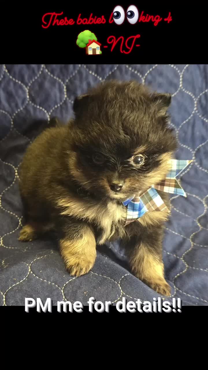 Pomeranian dogs for sale: Small merle boy - Video 2