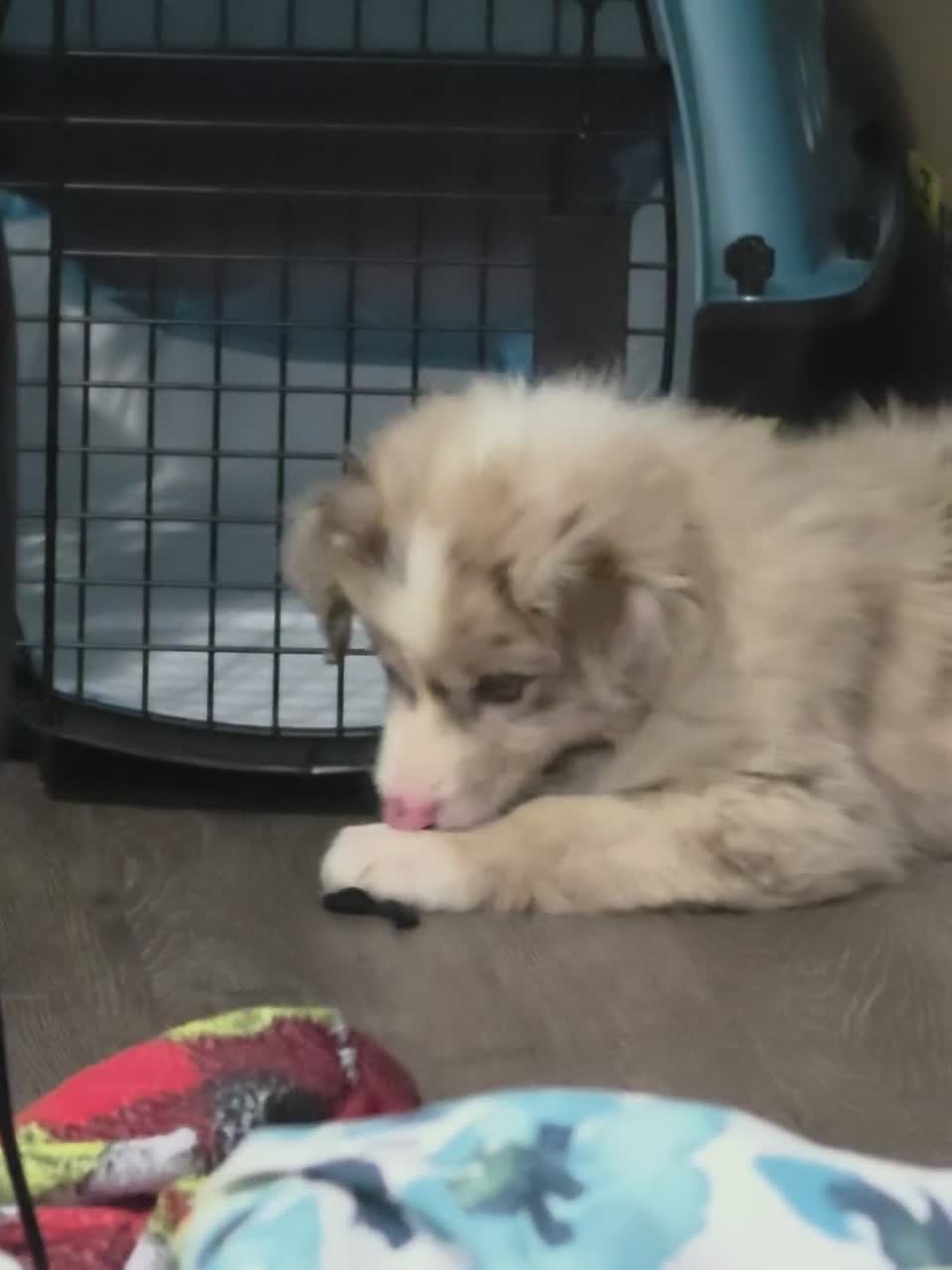 Australian Shepherd dogs for sale: Australian Shepherd 1 - Video 3
