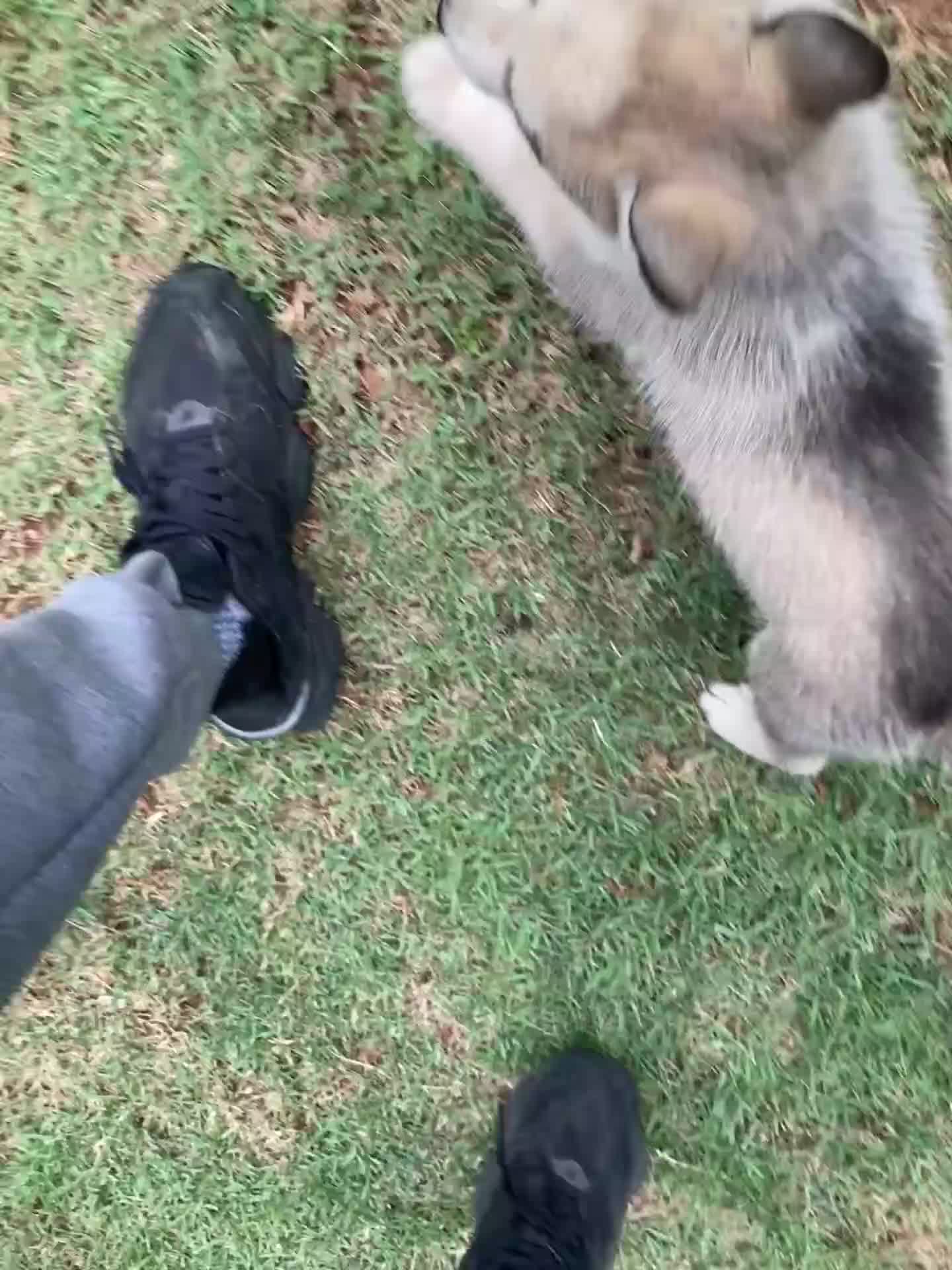 Siberian Husky dogs for sale: Gemeni - Video 1