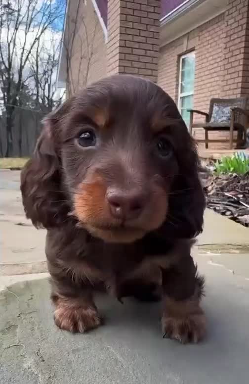 Miniature Dachshund dogs for sale: Milo - Video 1
