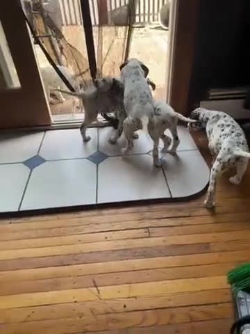 Dalmatian dogs for sale: PeppA  - Video 1