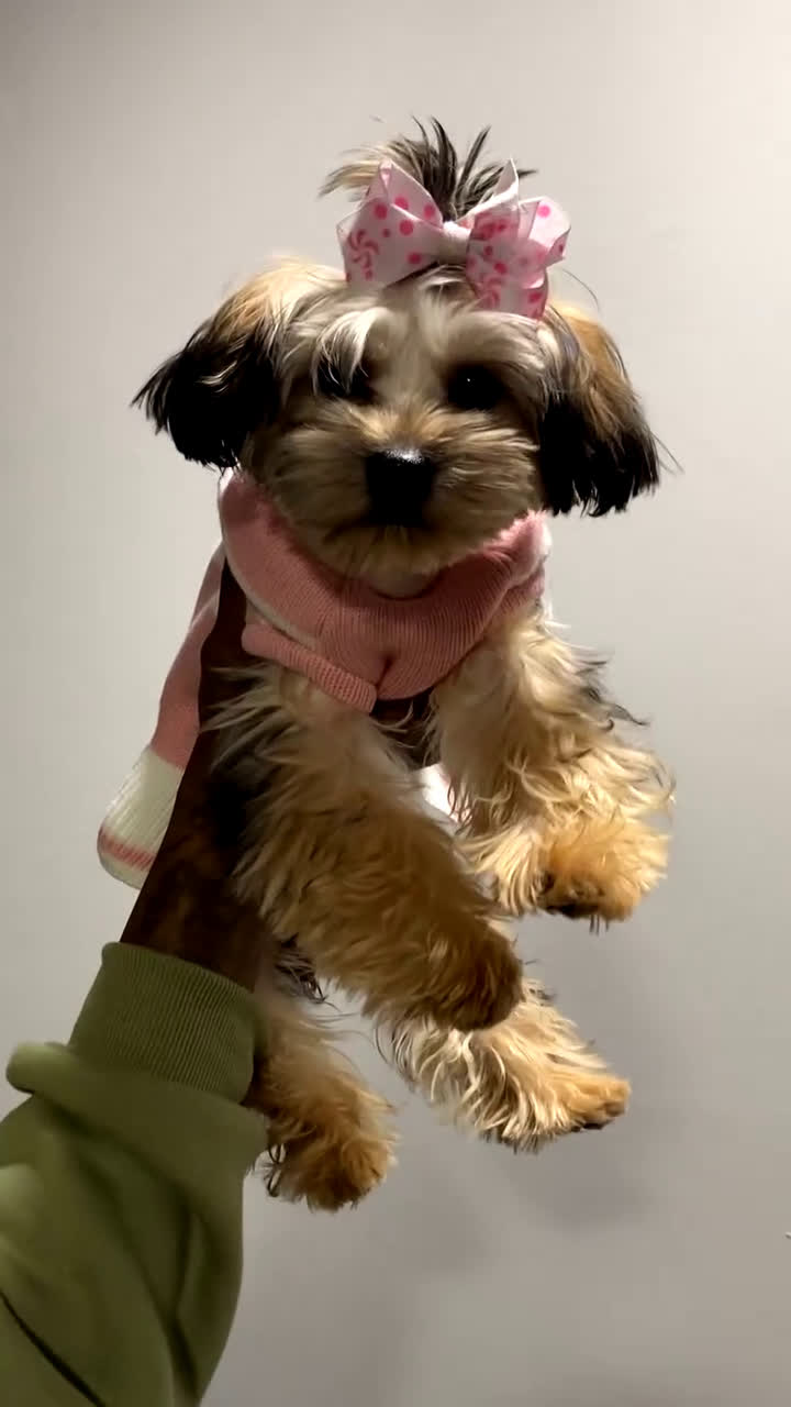 Mixed Breed dogs for sale: Mixed Breed Puppy 1 - Video 1