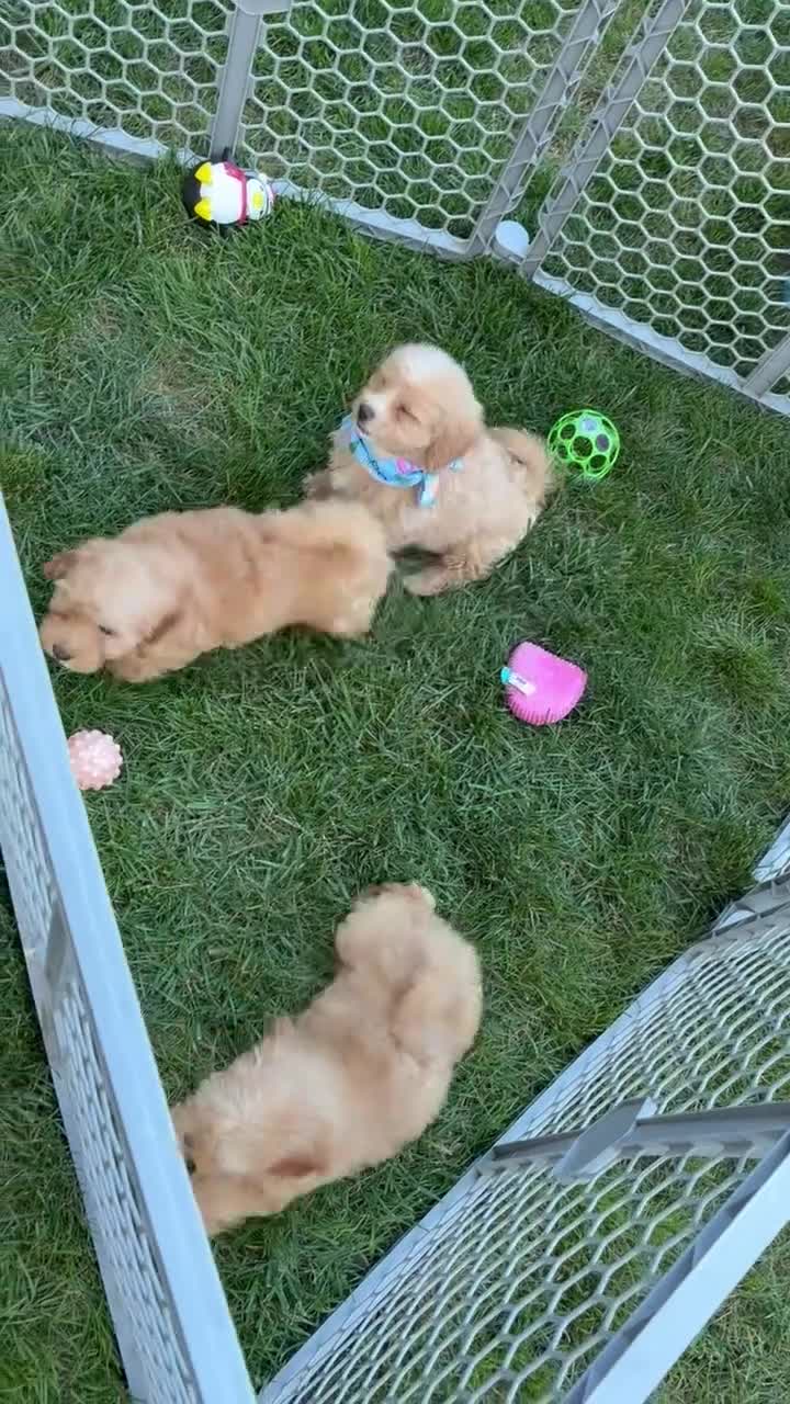 Maltipoo dogs for sale: Maltipoo 1 - Video 2