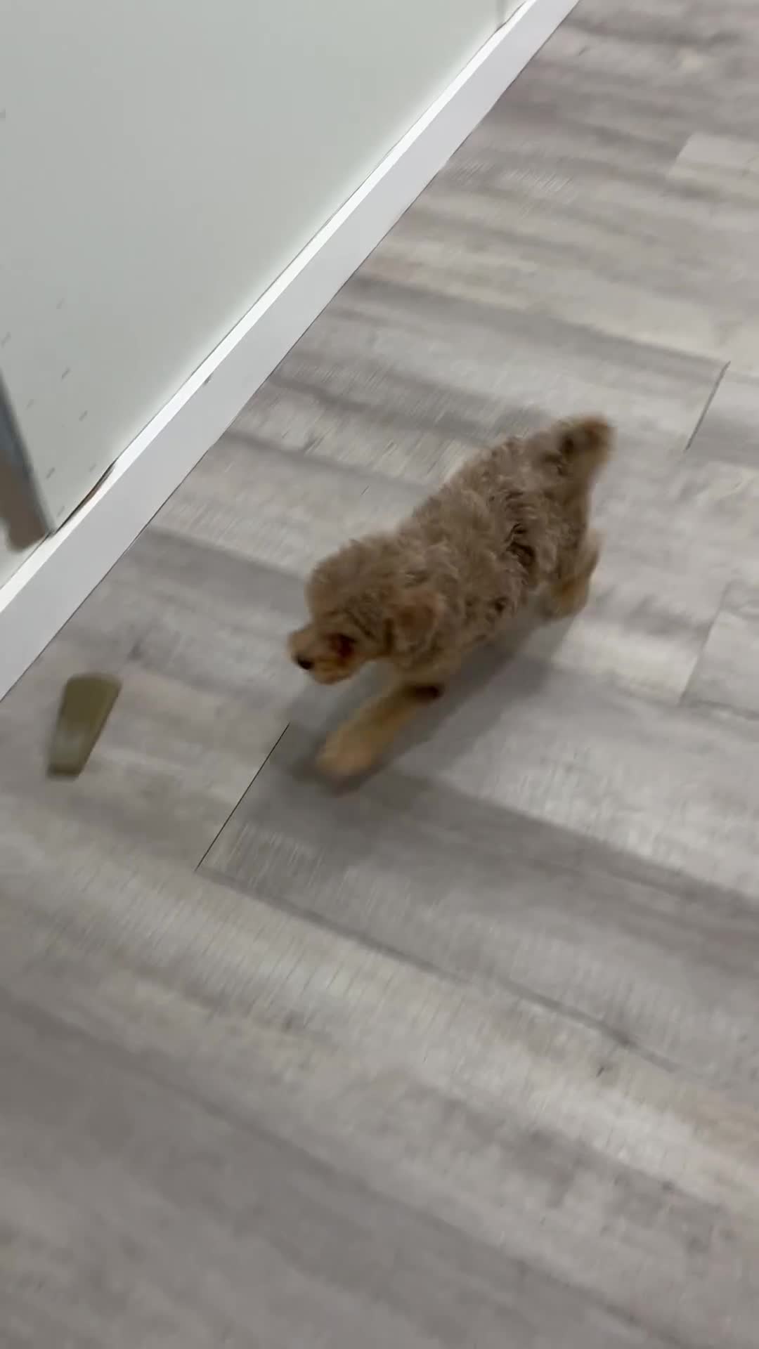 Miniature Poodle dogs for sale: Princess - Video 1