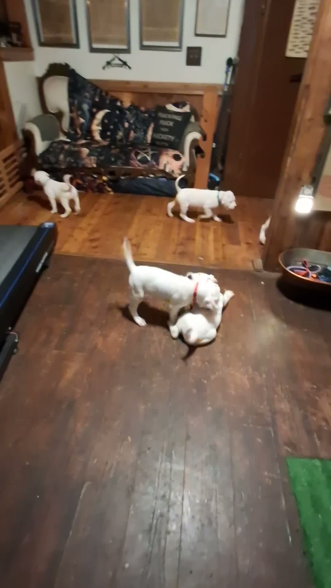 American Bulldog dogs for sale: Diesel  - Video 1
