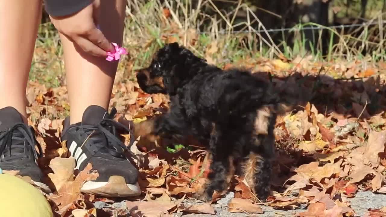 Miniature Poodle dogs for sale: Sophia (AKC) - Video 1