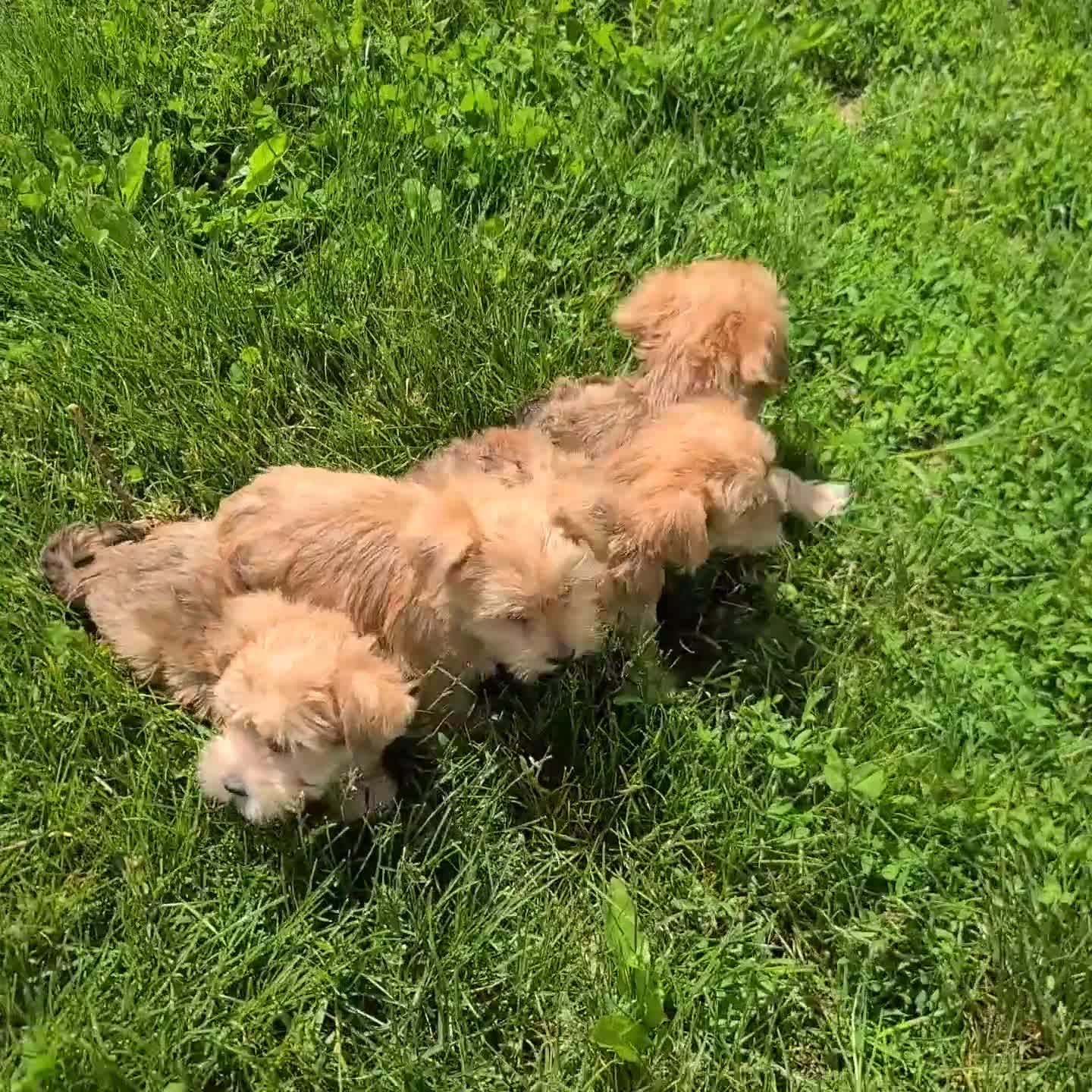 Morkie dogs for sale: Gary - Video 2