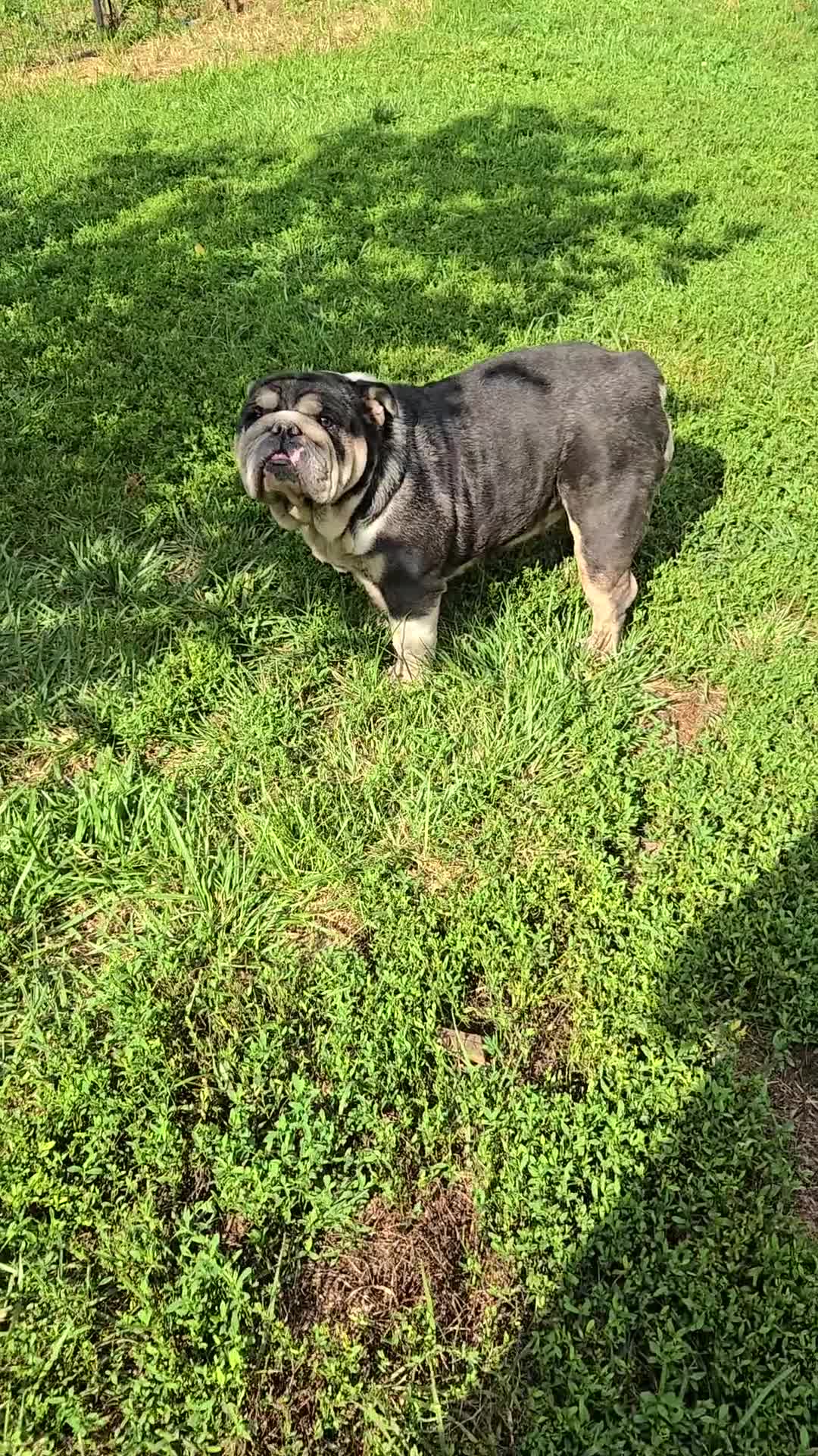 English Bulldog dogs for sale: English Bulldog 1 - Video 2