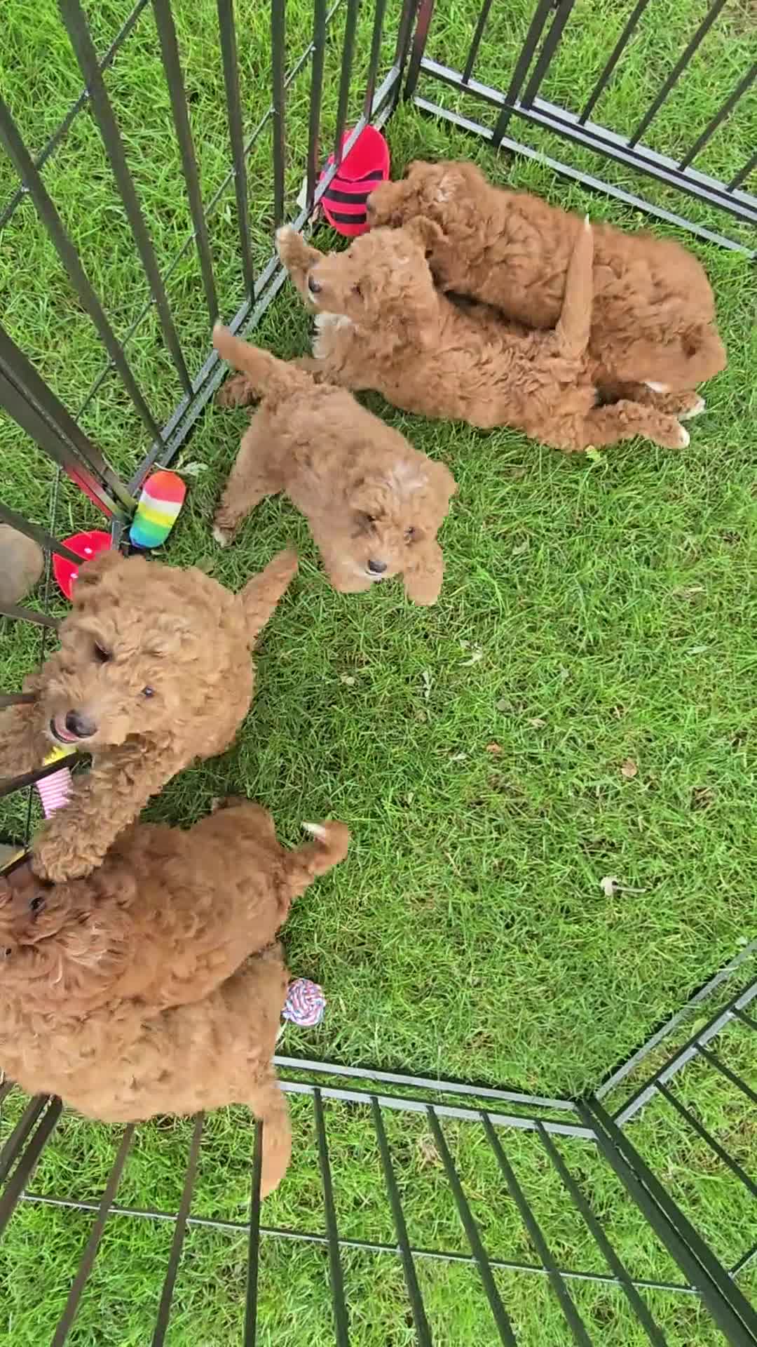 Mini Goldendoodle dogs for sale: Mini Goldendoodle 1 - Video 1