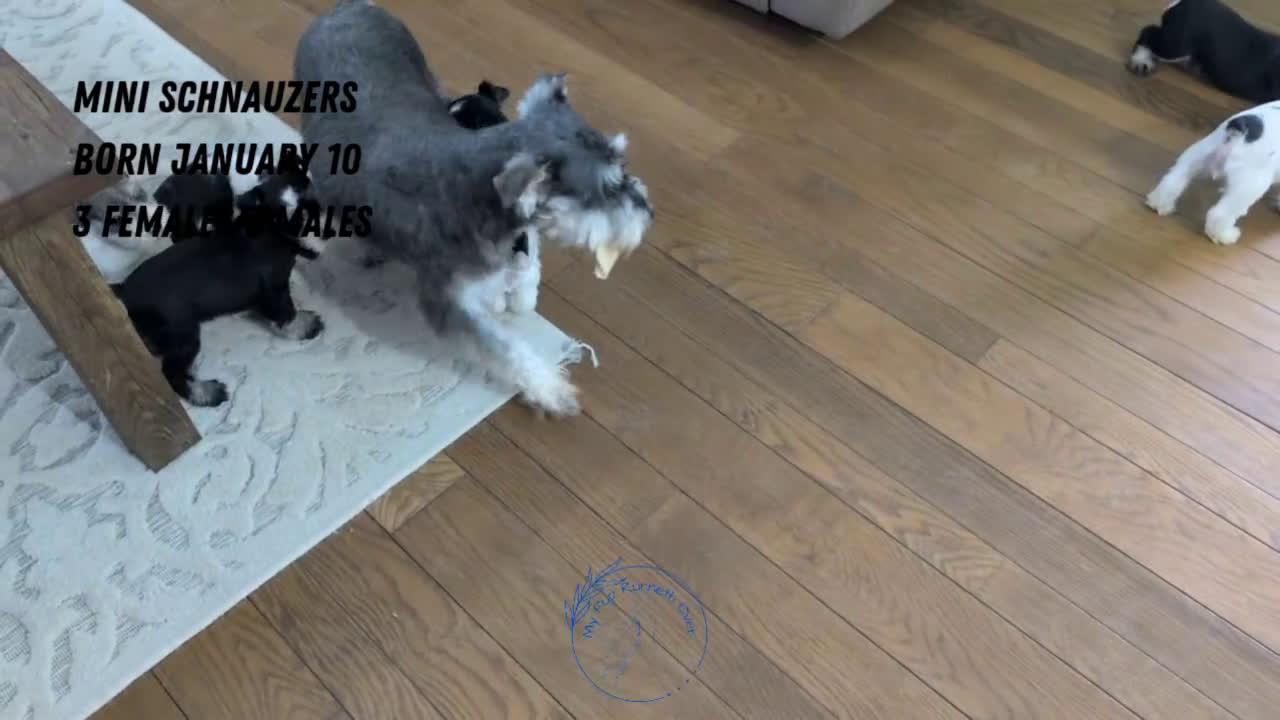 Miniature Schnauzer dogs for sale: Macy - Video 2