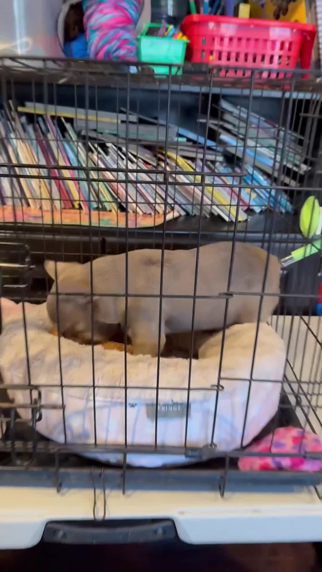 French Bulldog dogs for sale: COCO-ISABELLA Fluffy Carrier in CALI, USA DELIVERY AVAILABLE! - Video 1