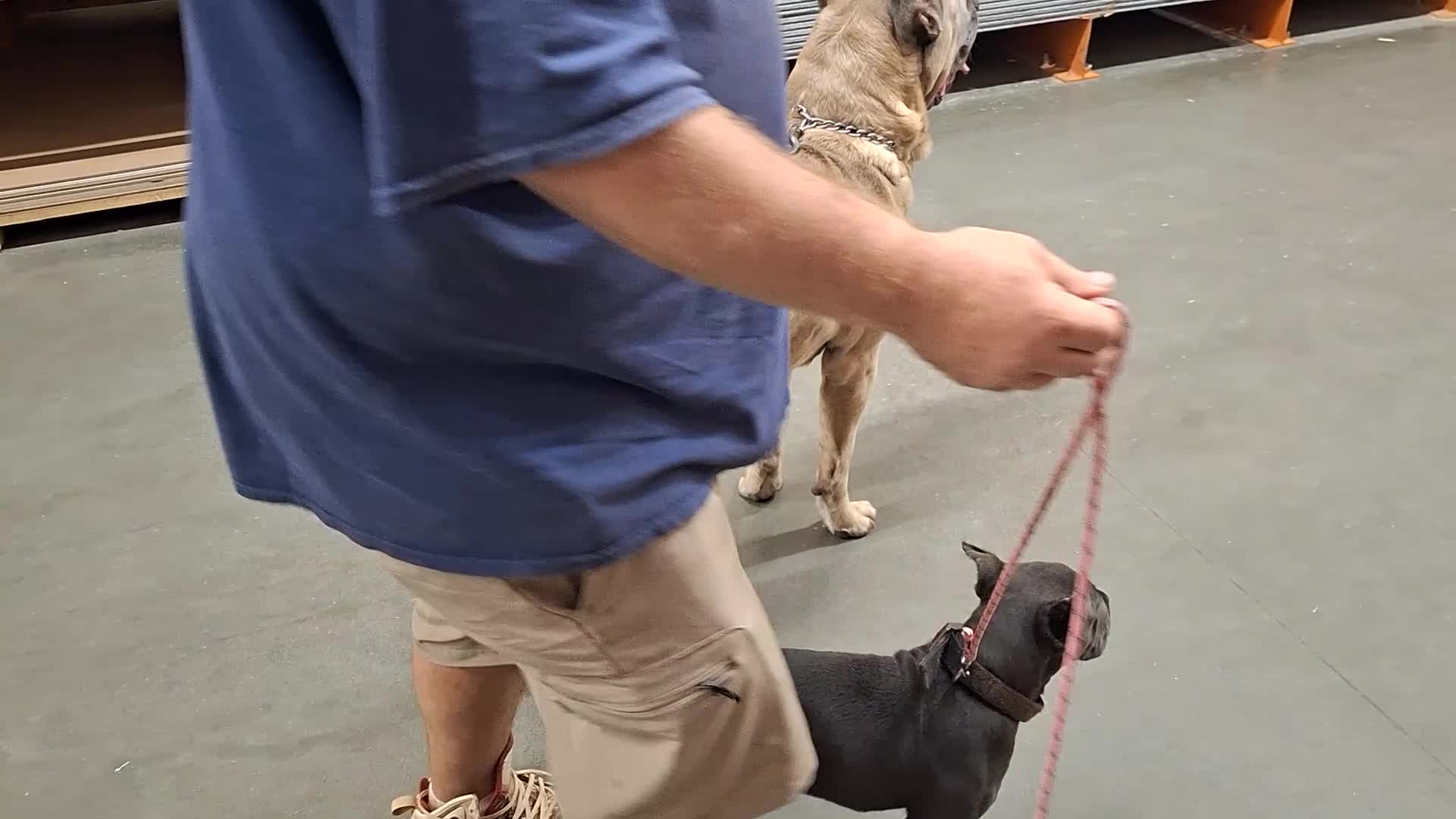 Cane Corso dogs for sale: Cane Corso 2 - Video 1